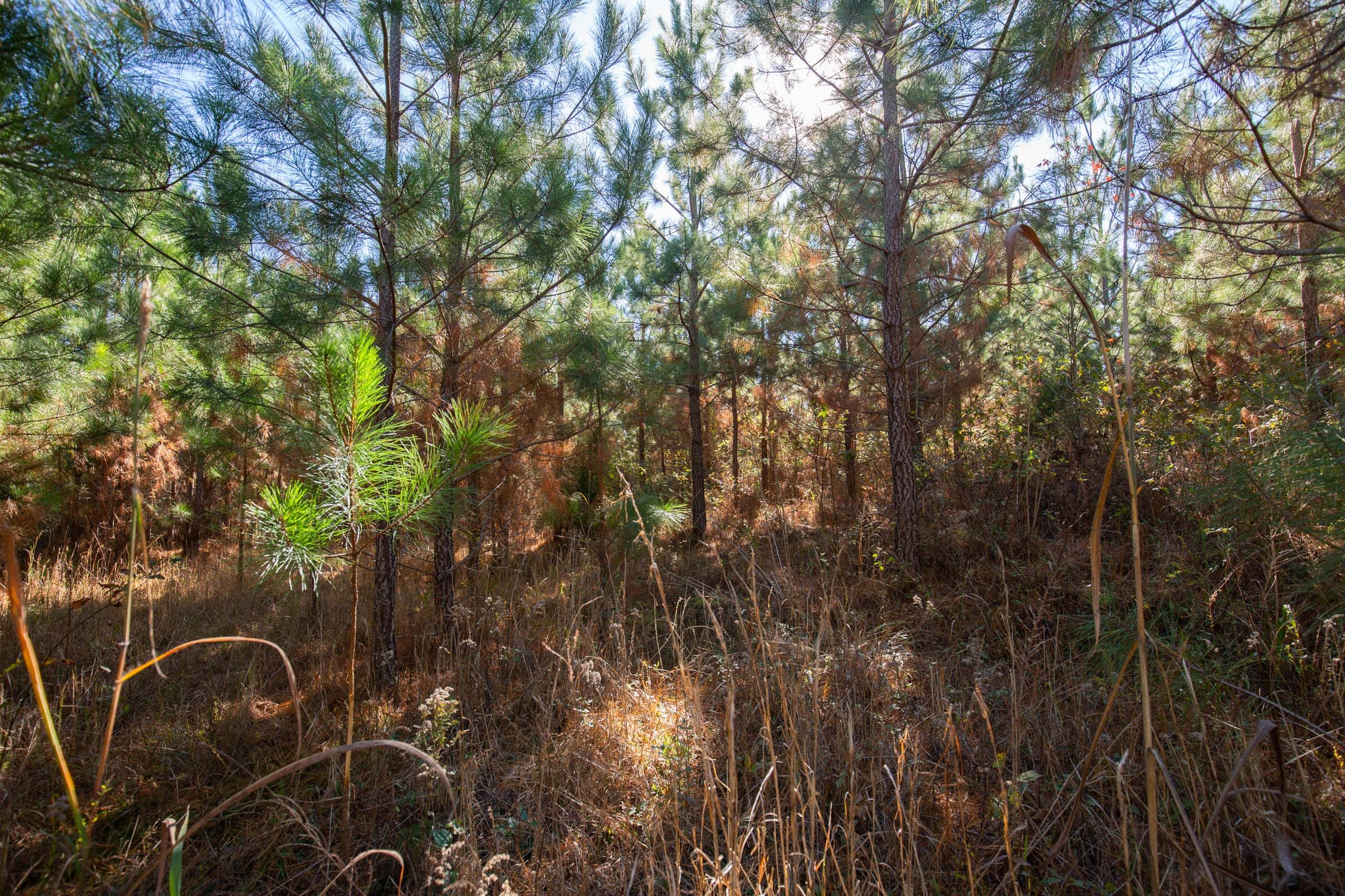 Pine Ridge Tract 6 photo 4