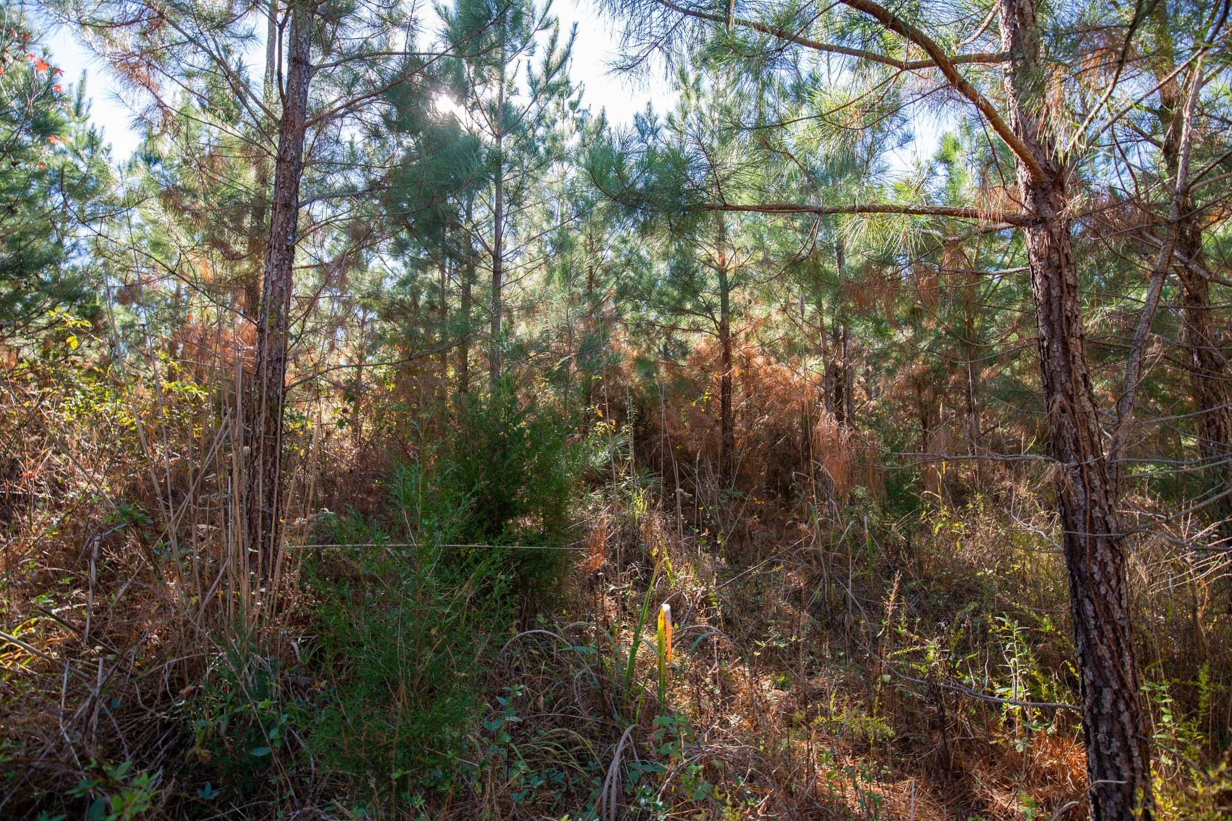 Pine Ridge Tract 6 photo 3