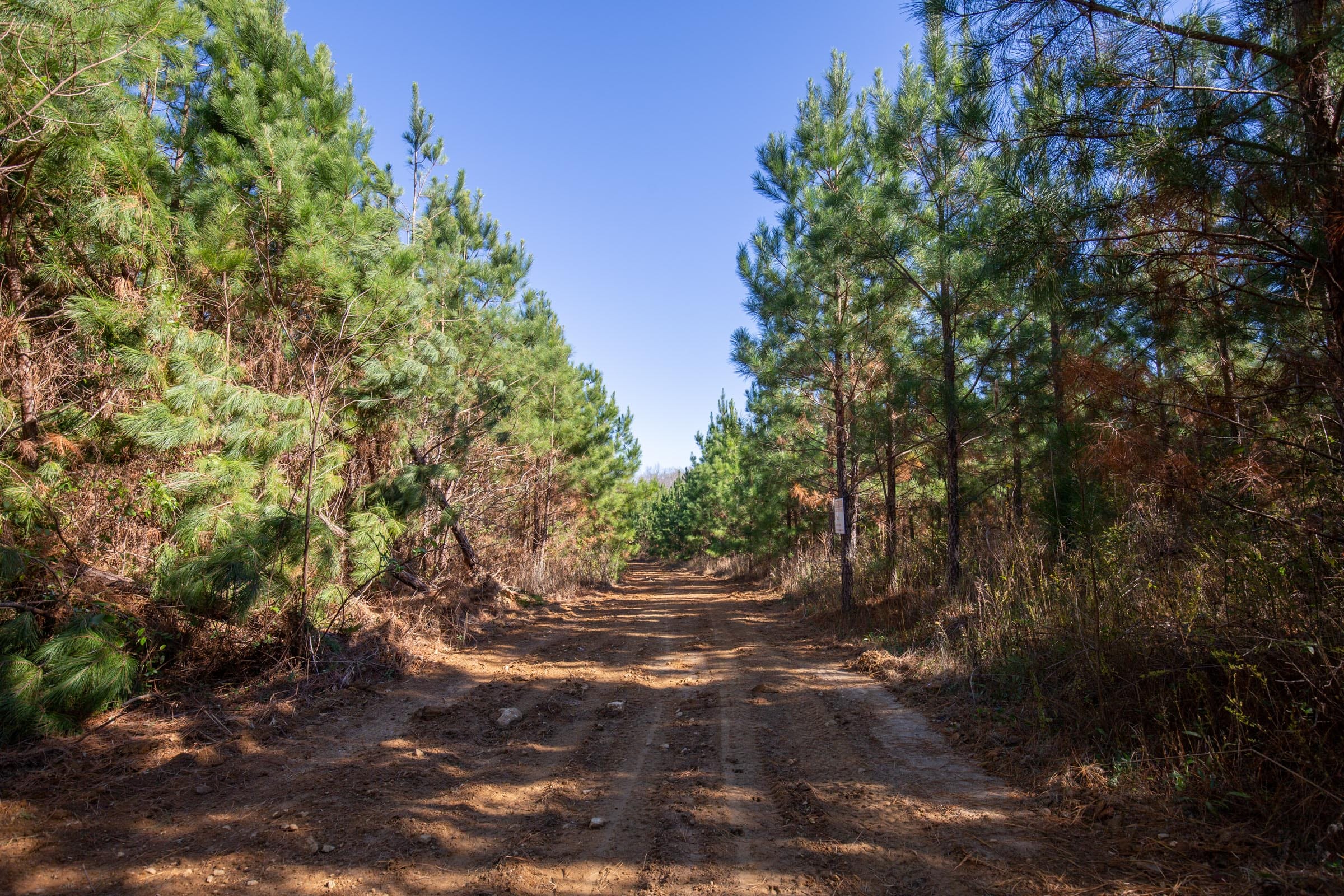 Pine Ridge Tract 6 photo 5