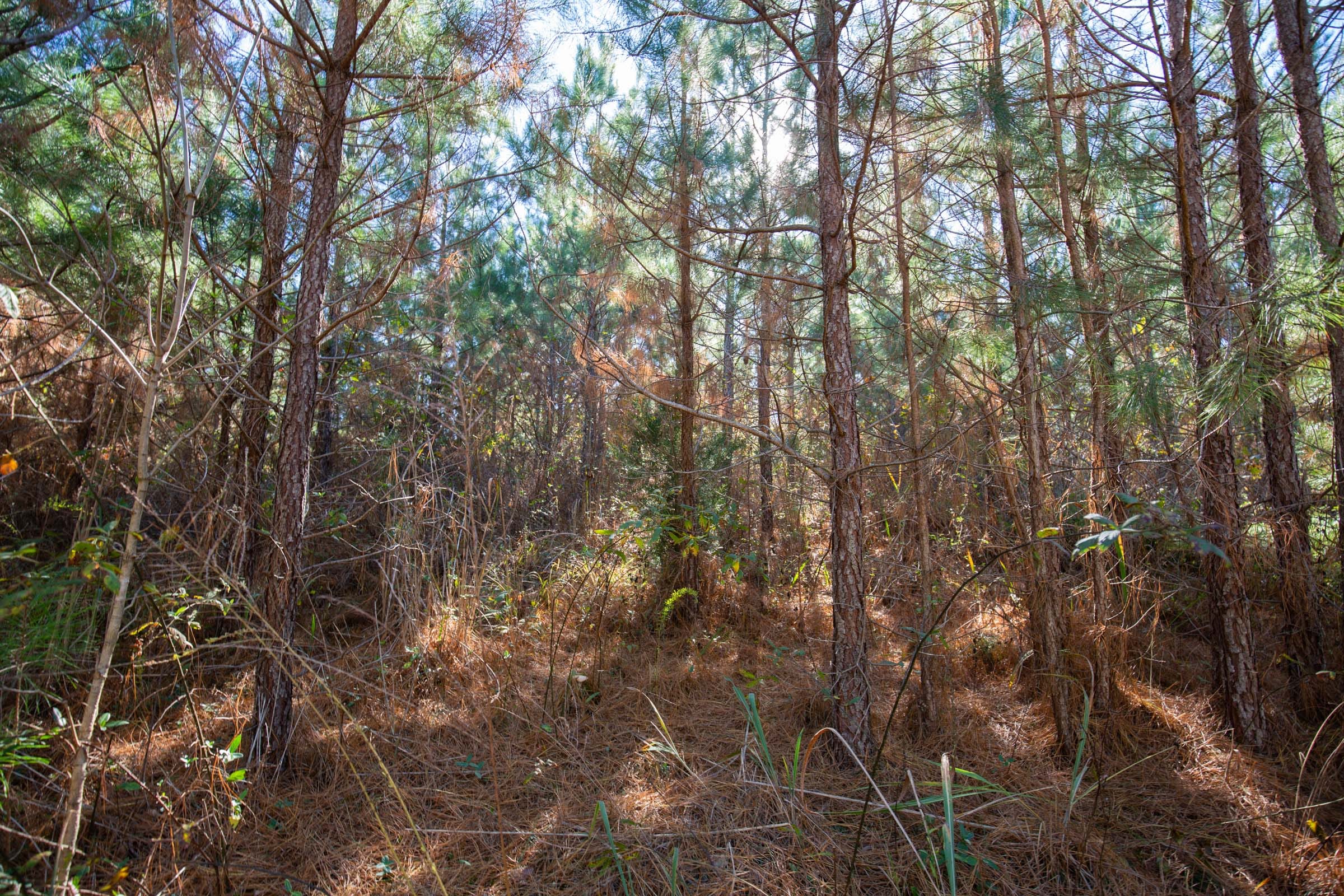 Pine Ridge Tract 6 photo 6