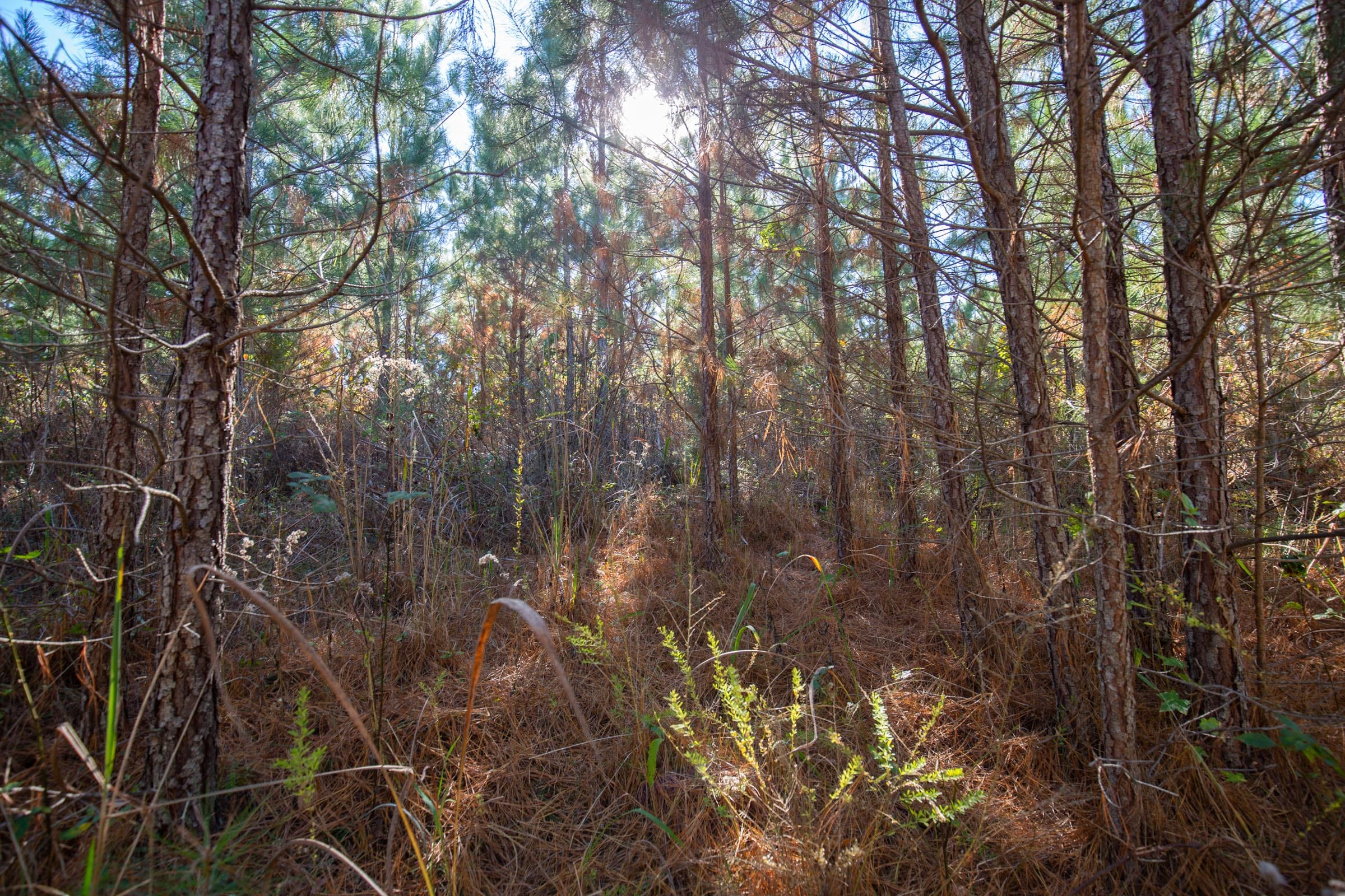 Pine Ridge Tract 6 photo 8