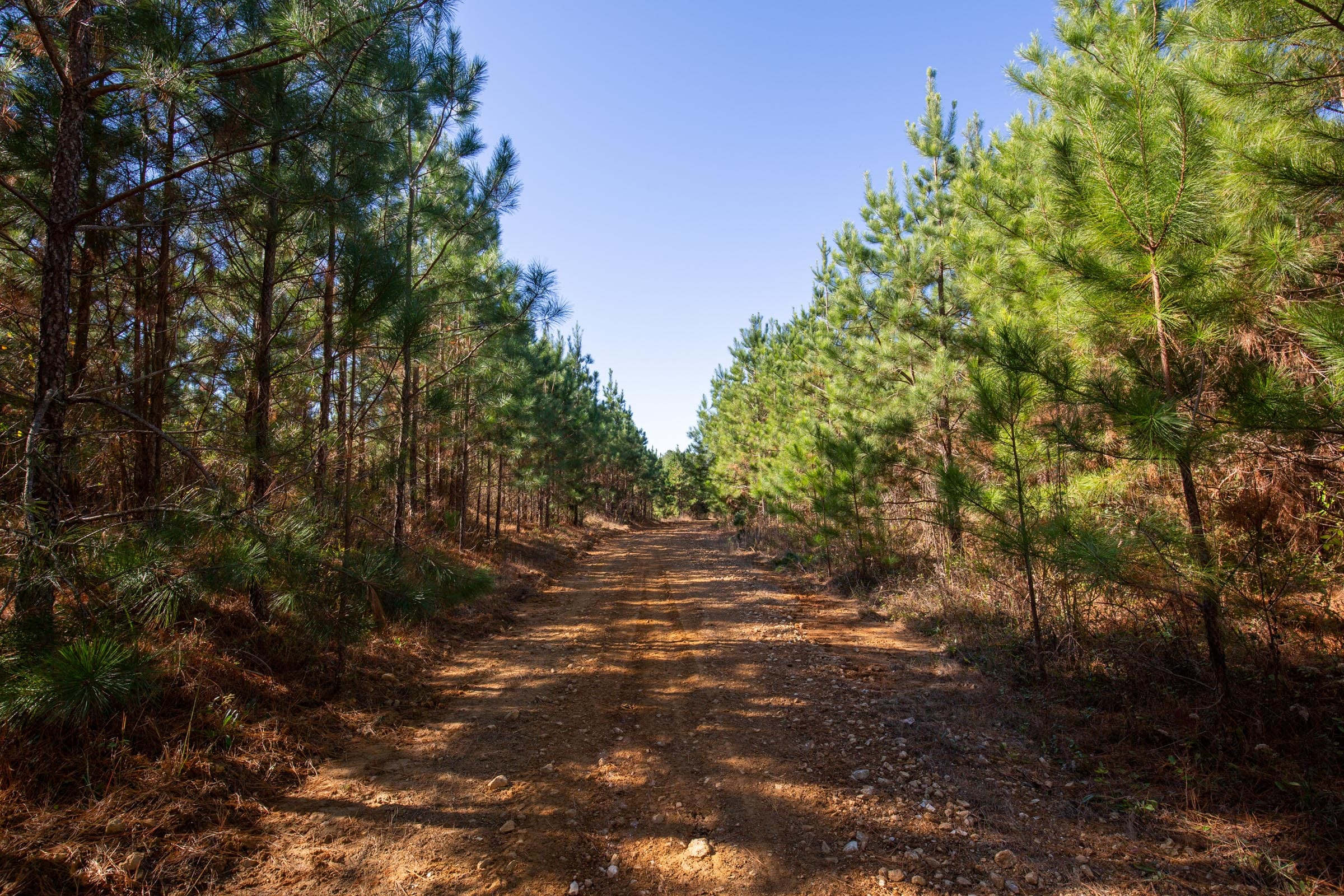 Pine Ridge Tract 6 photo 9