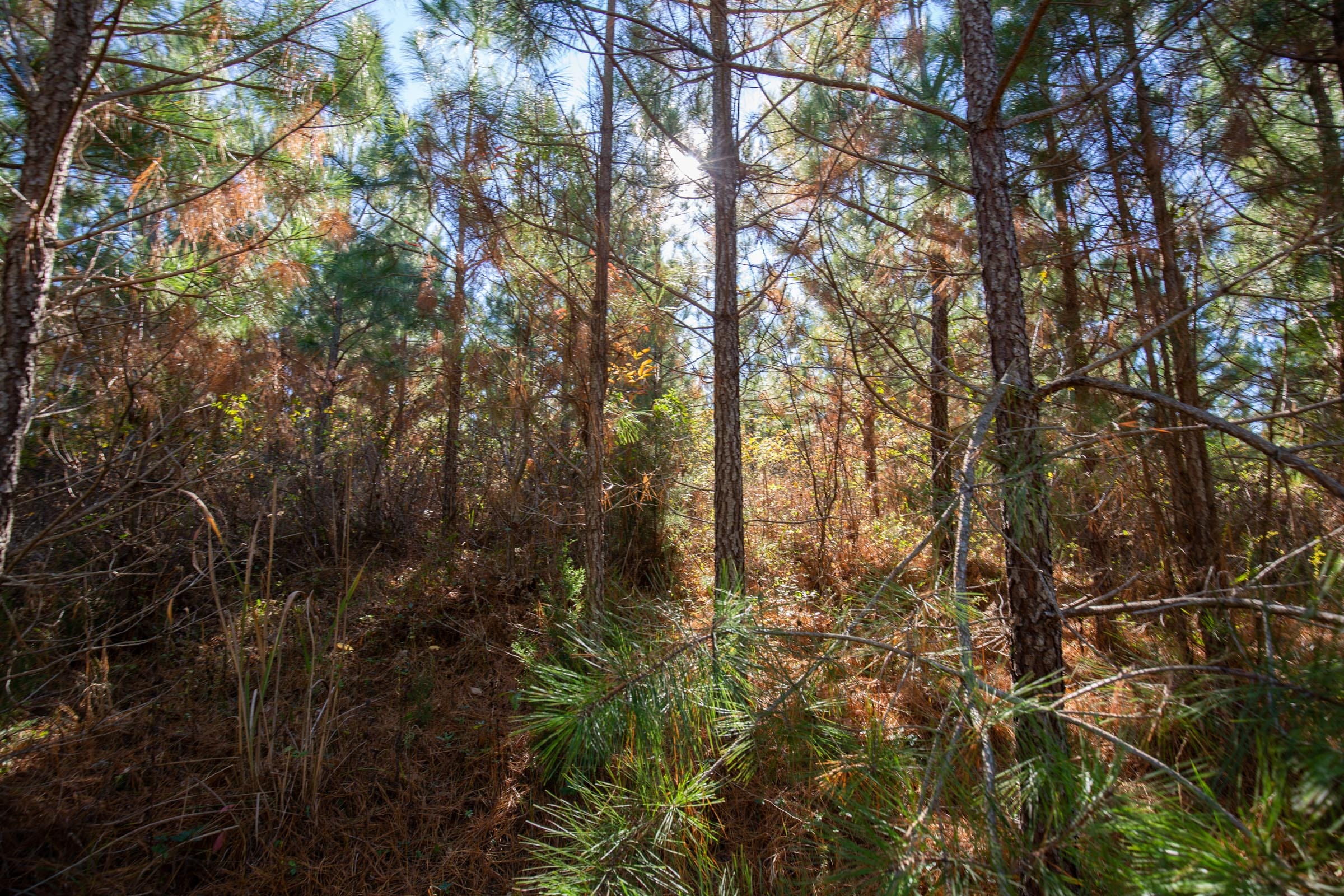 Pine Ridge Tract 6 photo 7