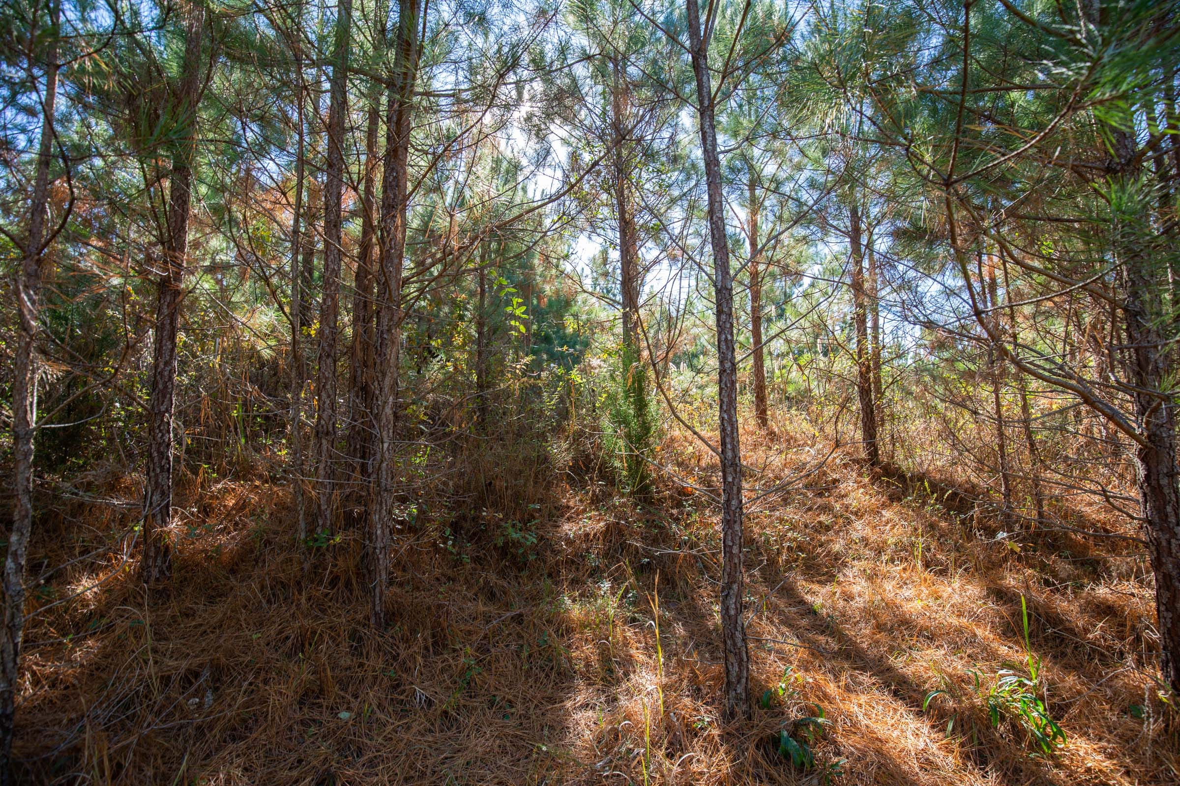Pine Ridge Tract 6 photo 10