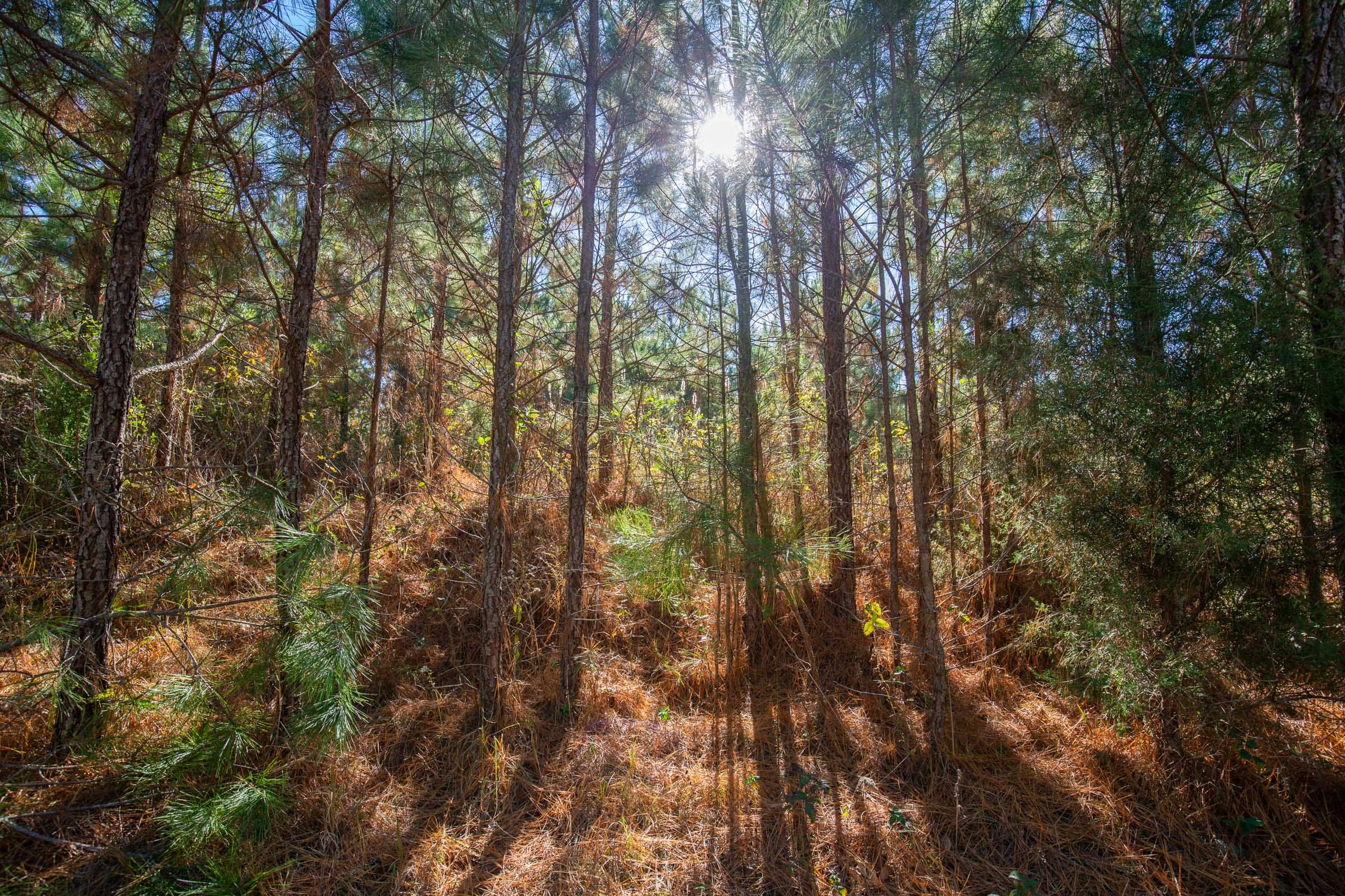 Pine Ridge Tract 6 photo 12