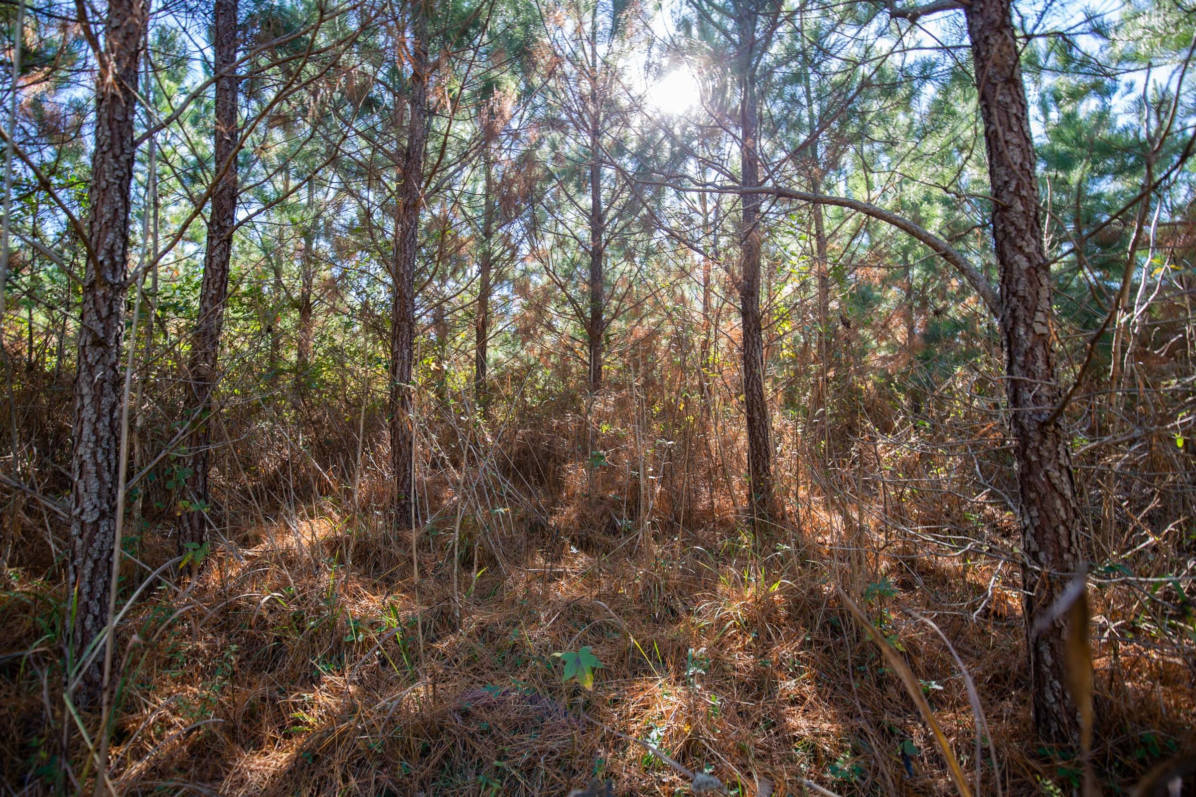 Pine Ridge Tract 6 photo 11