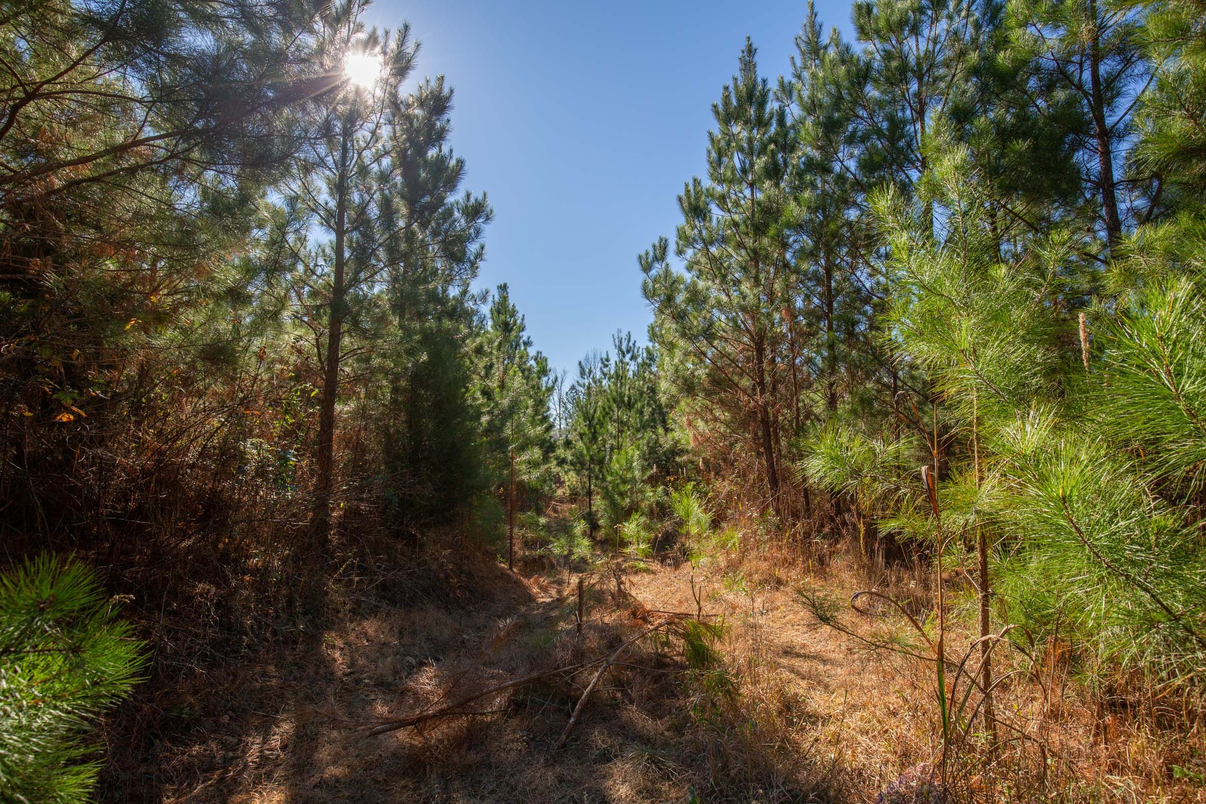 Pine Ridge Tract 6 photo 13