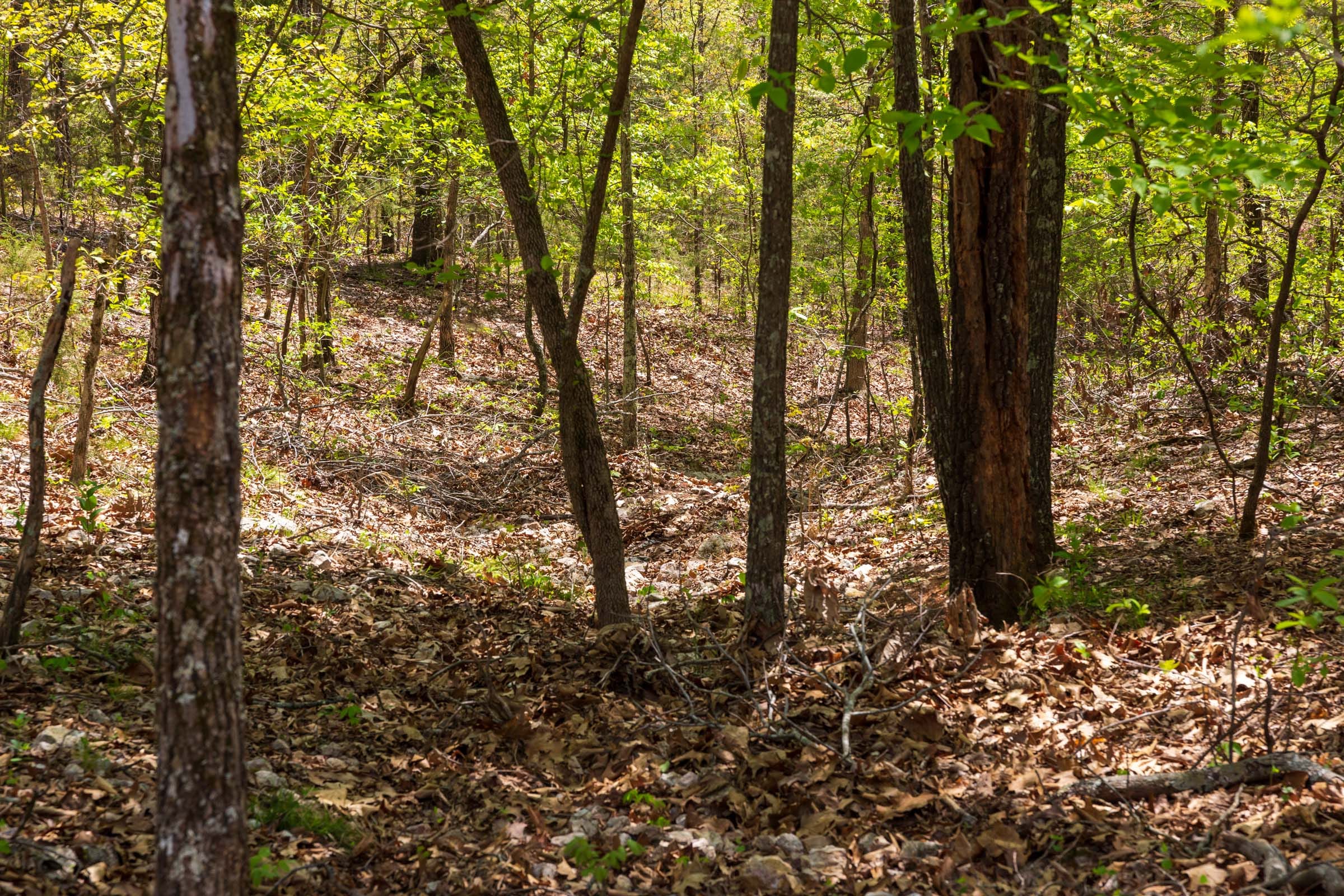 Autumnwood Tract 22 photo 2