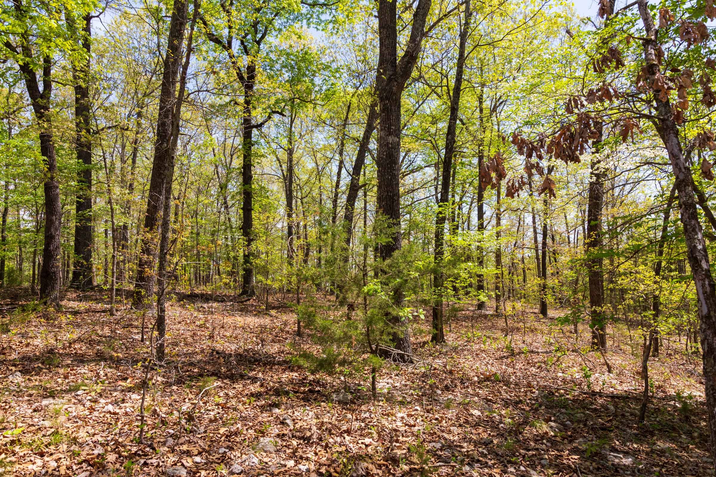 Autumnwood Tract 22 photo 3