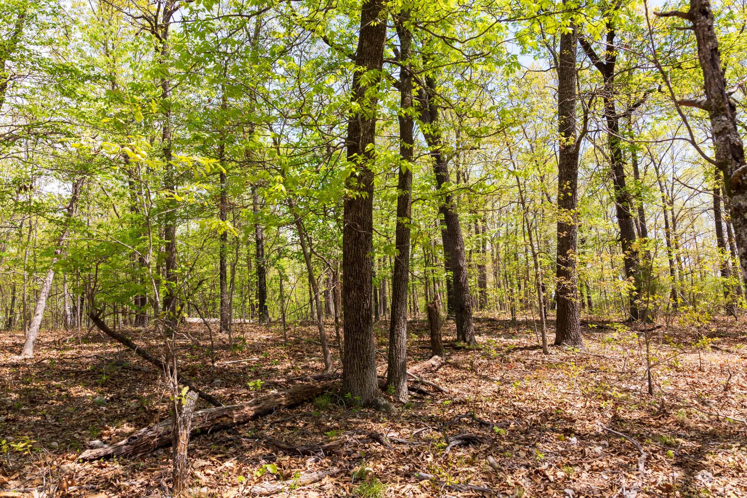 Autumnwood Tract 22 photo 4