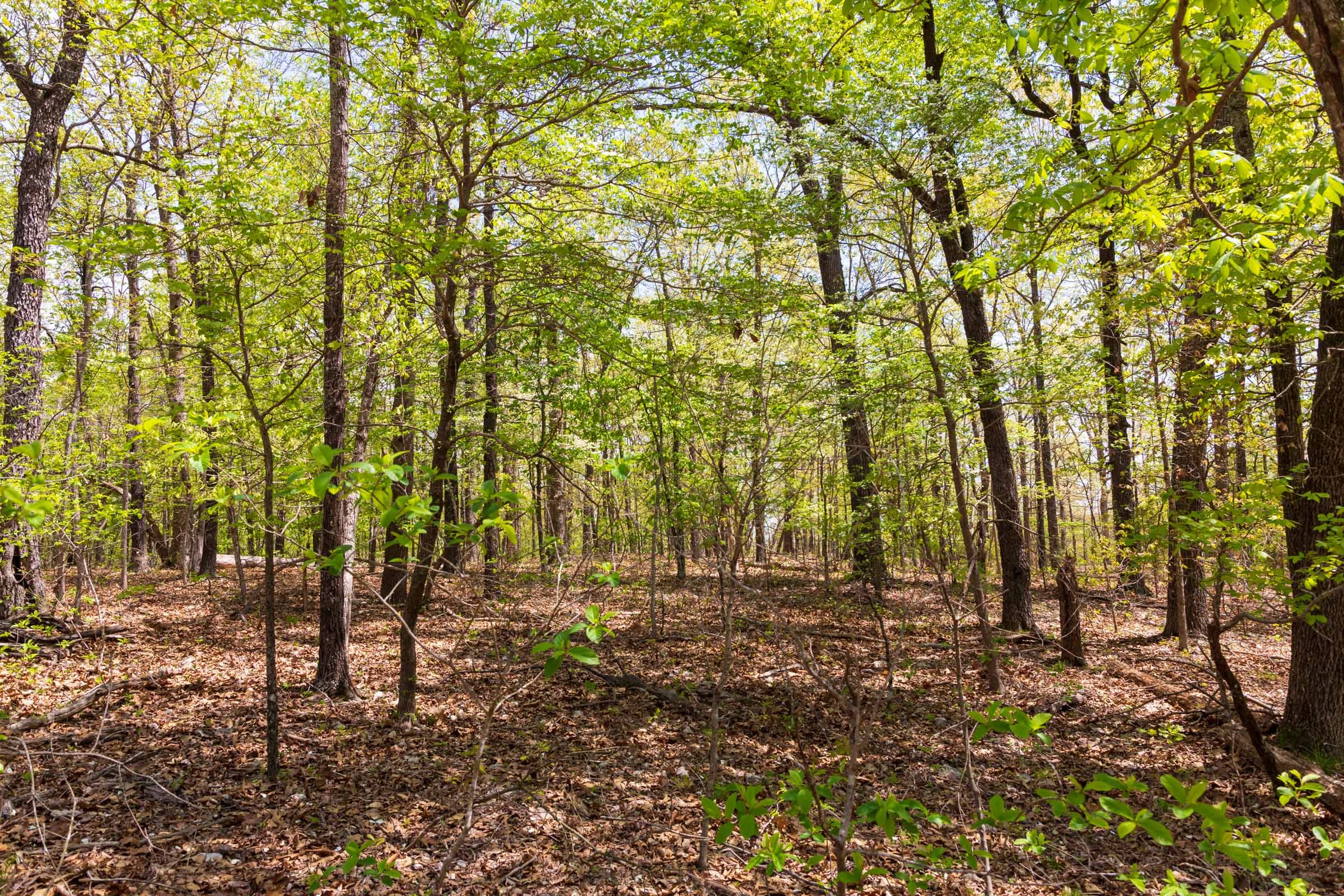 Autumnwood Tract 22 photo 5