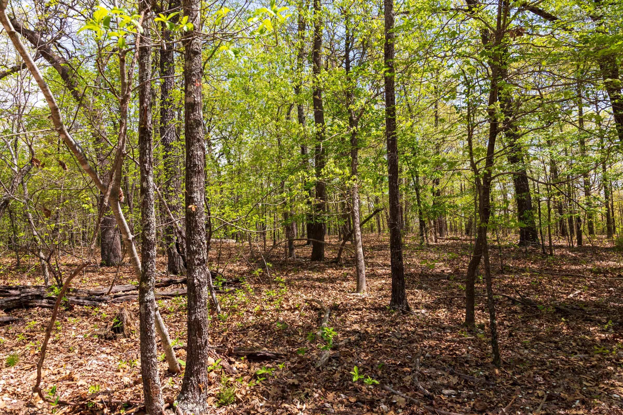 Autumnwood Tract 22 photo 6