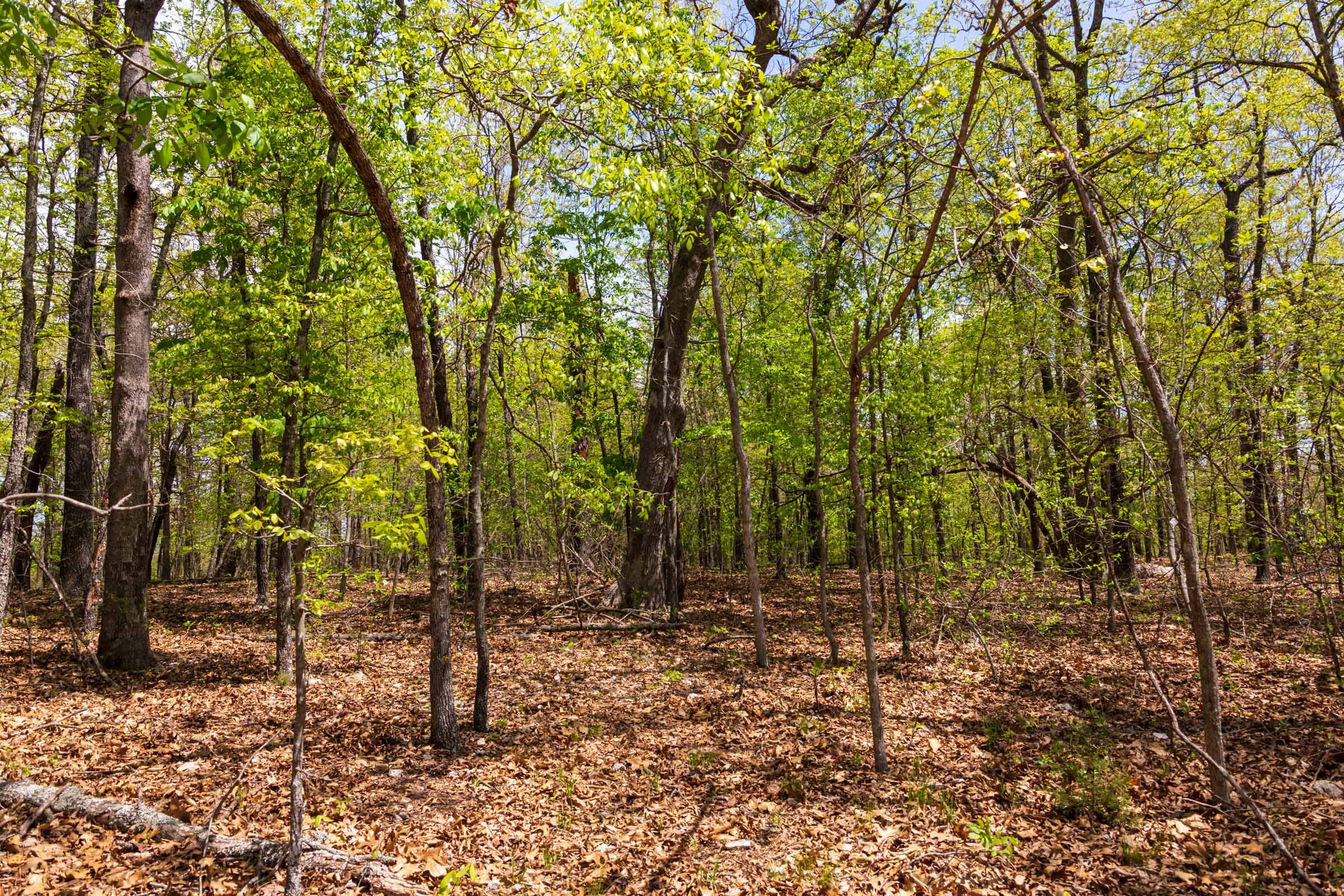 Autumnwood Tract 22 photo 8