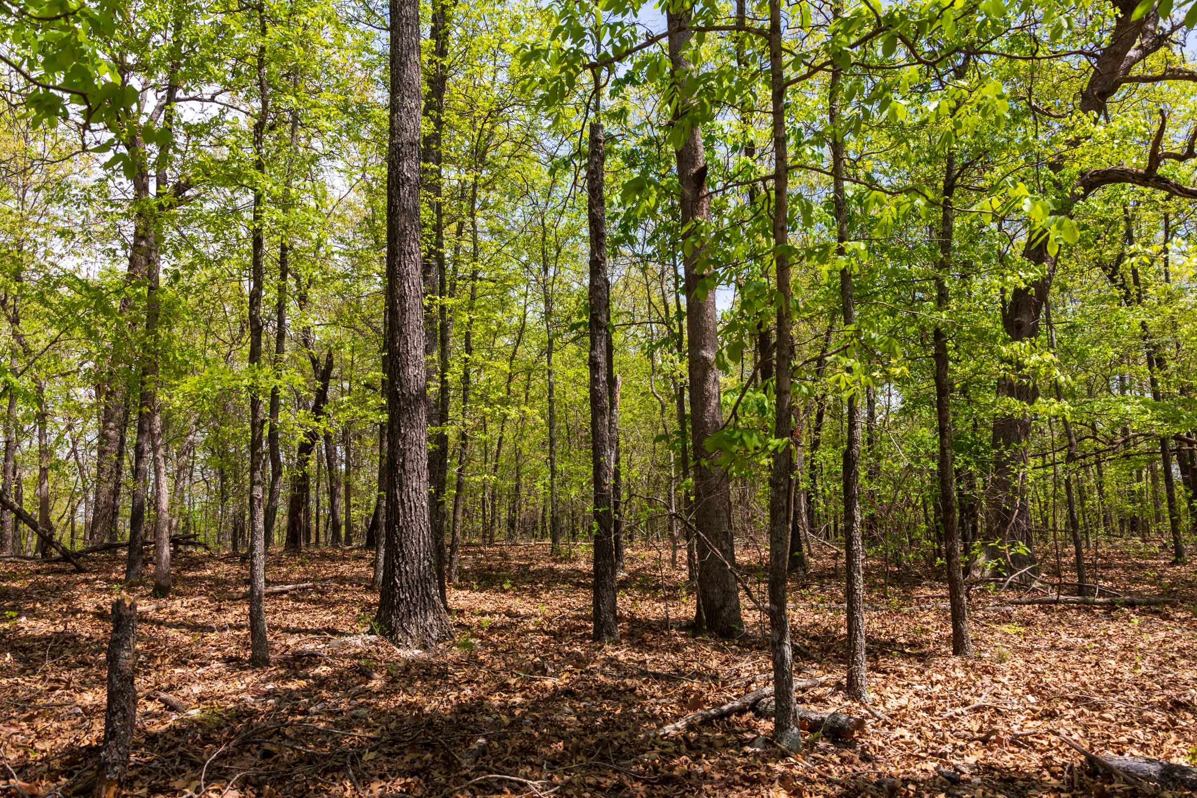 Autumnwood Tract 22 photo 1