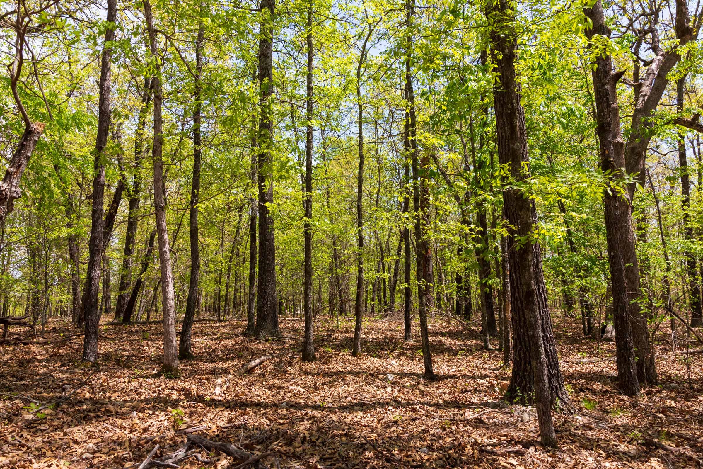 Autumnwood Tract 22 photo 9