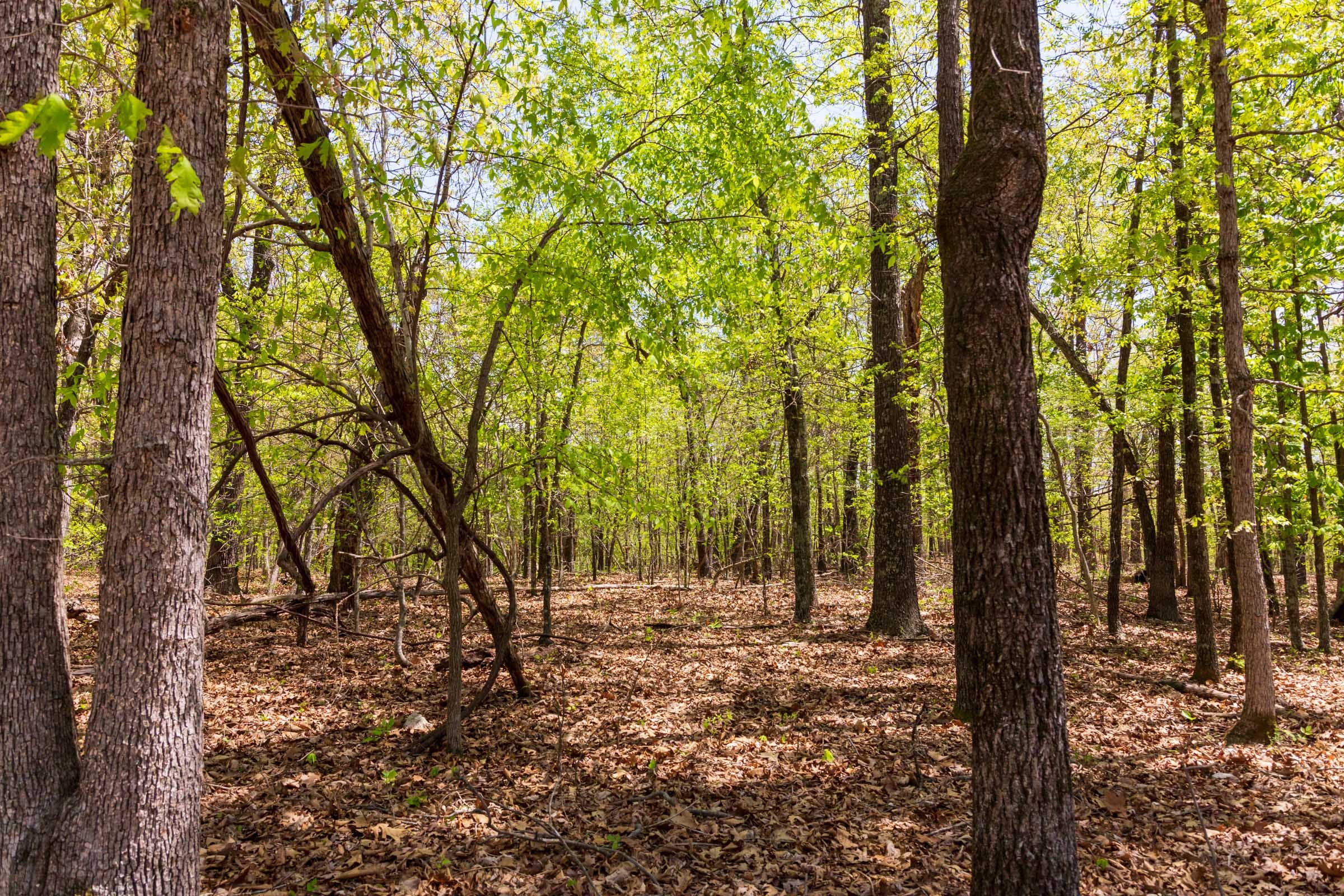 Autumnwood Tract 22 photo 10