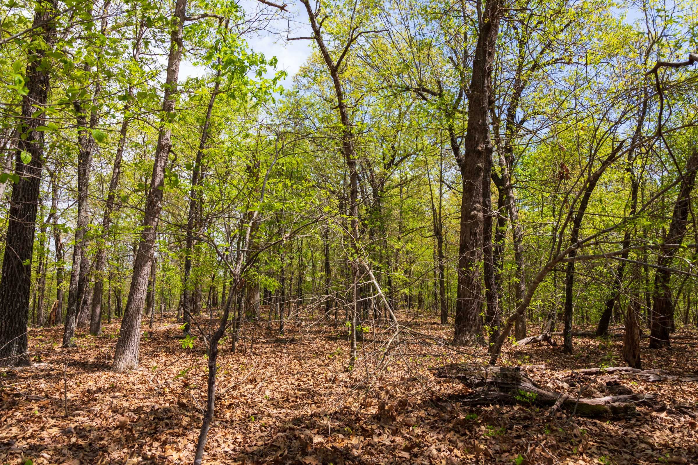 Autumnwood Tract 22 photo 11