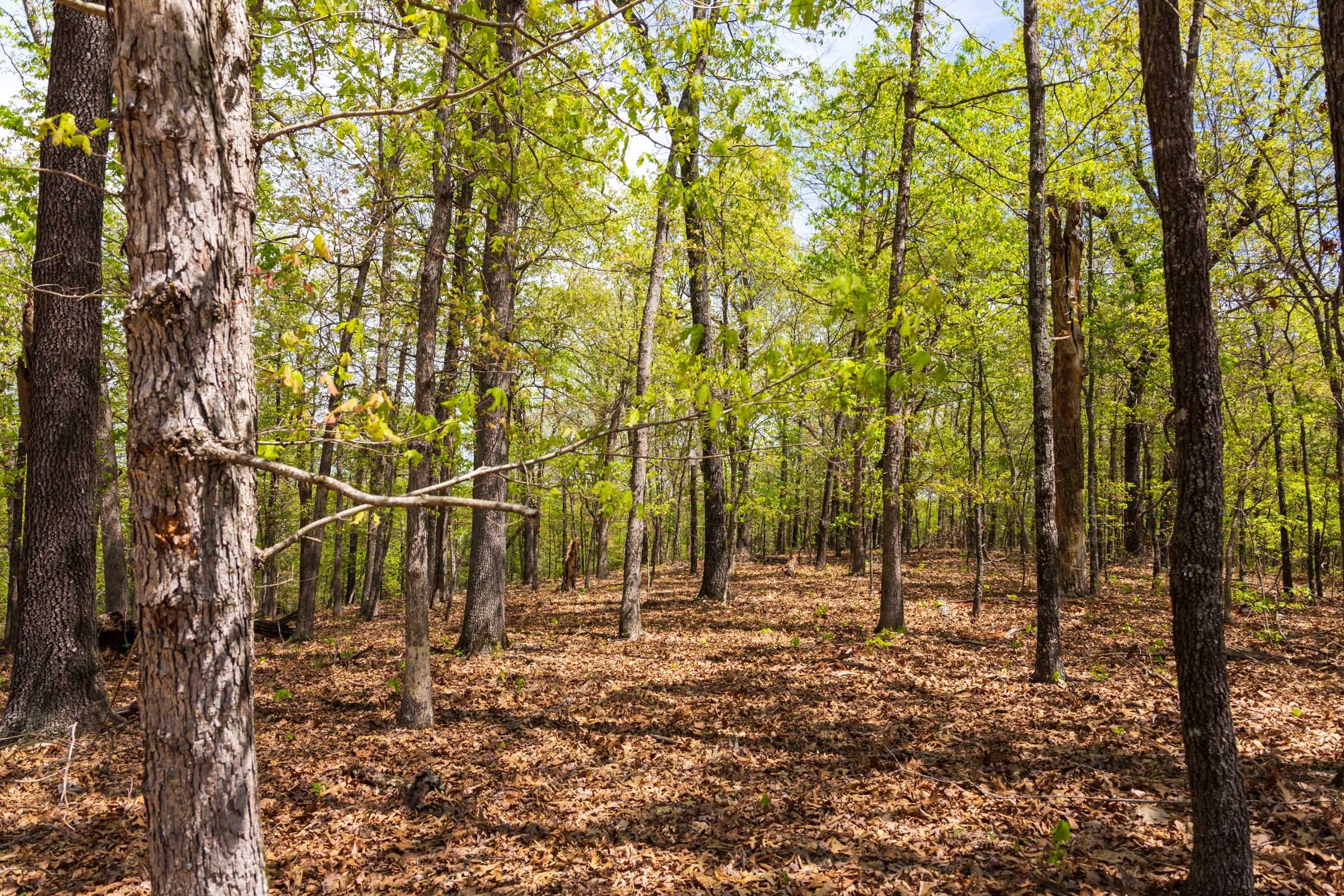 Autumnwood Tract 22 photo 12