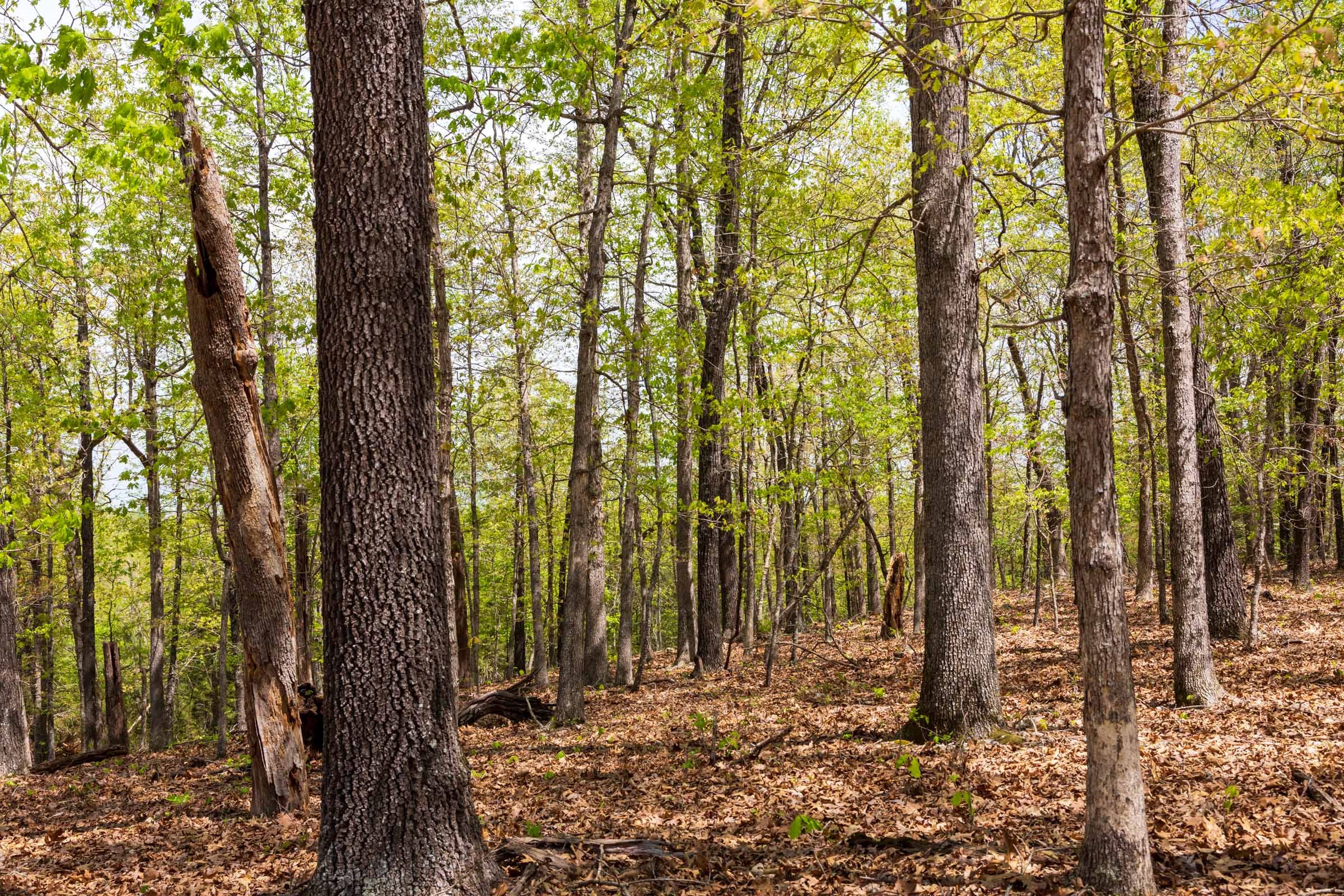 Autumnwood Tract 22 photo 13