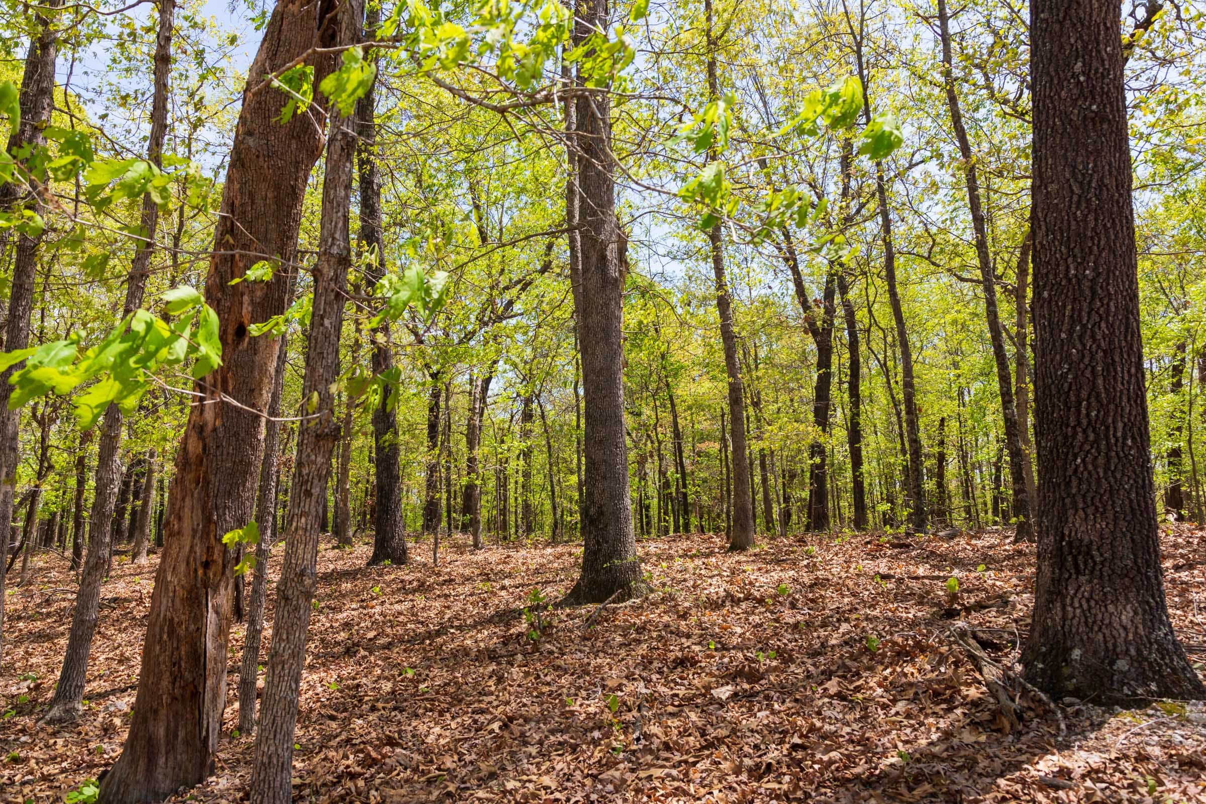 Autumnwood Tract 22 photo 14