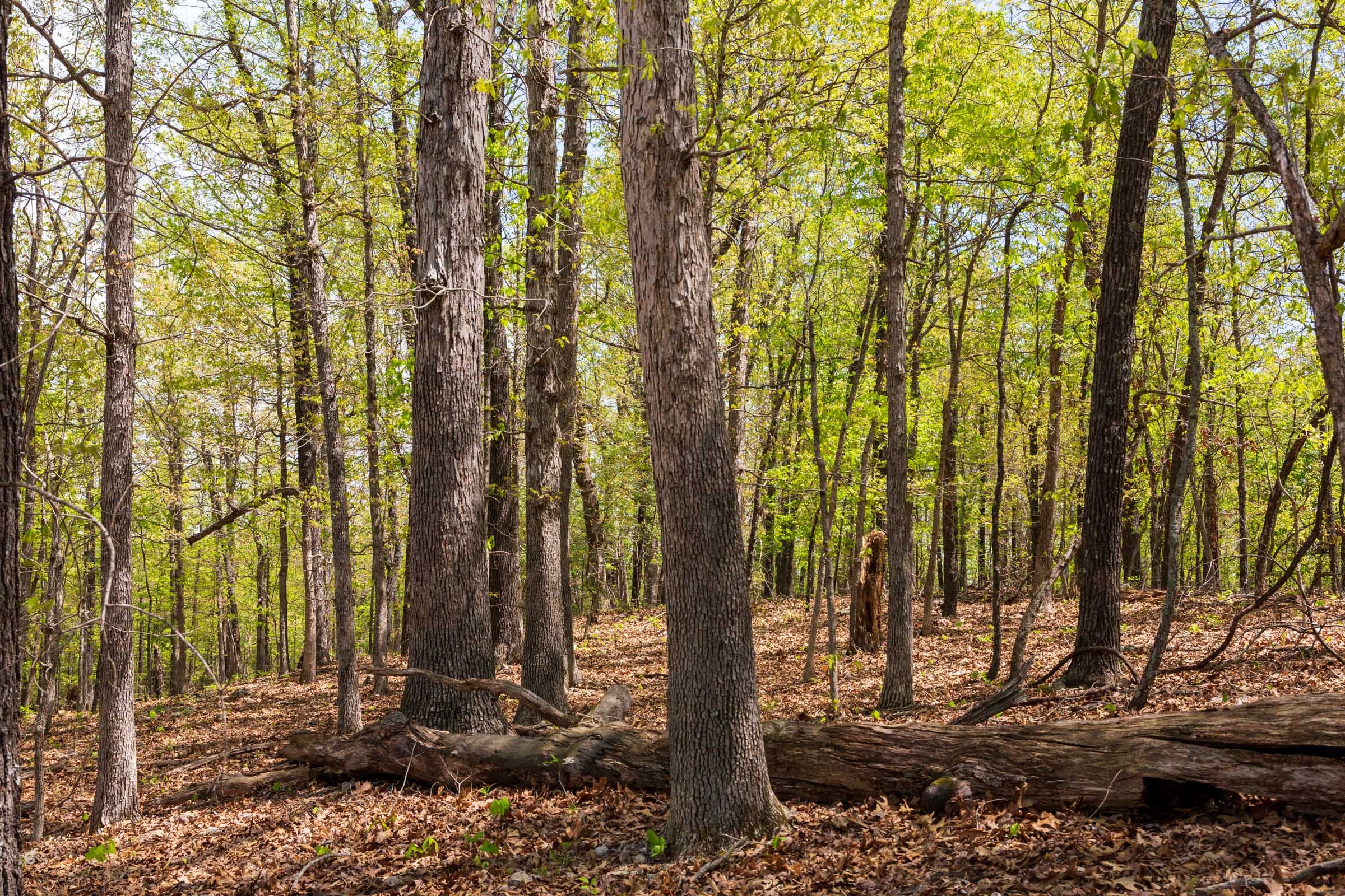 Autumnwood Tract 22 photo 15