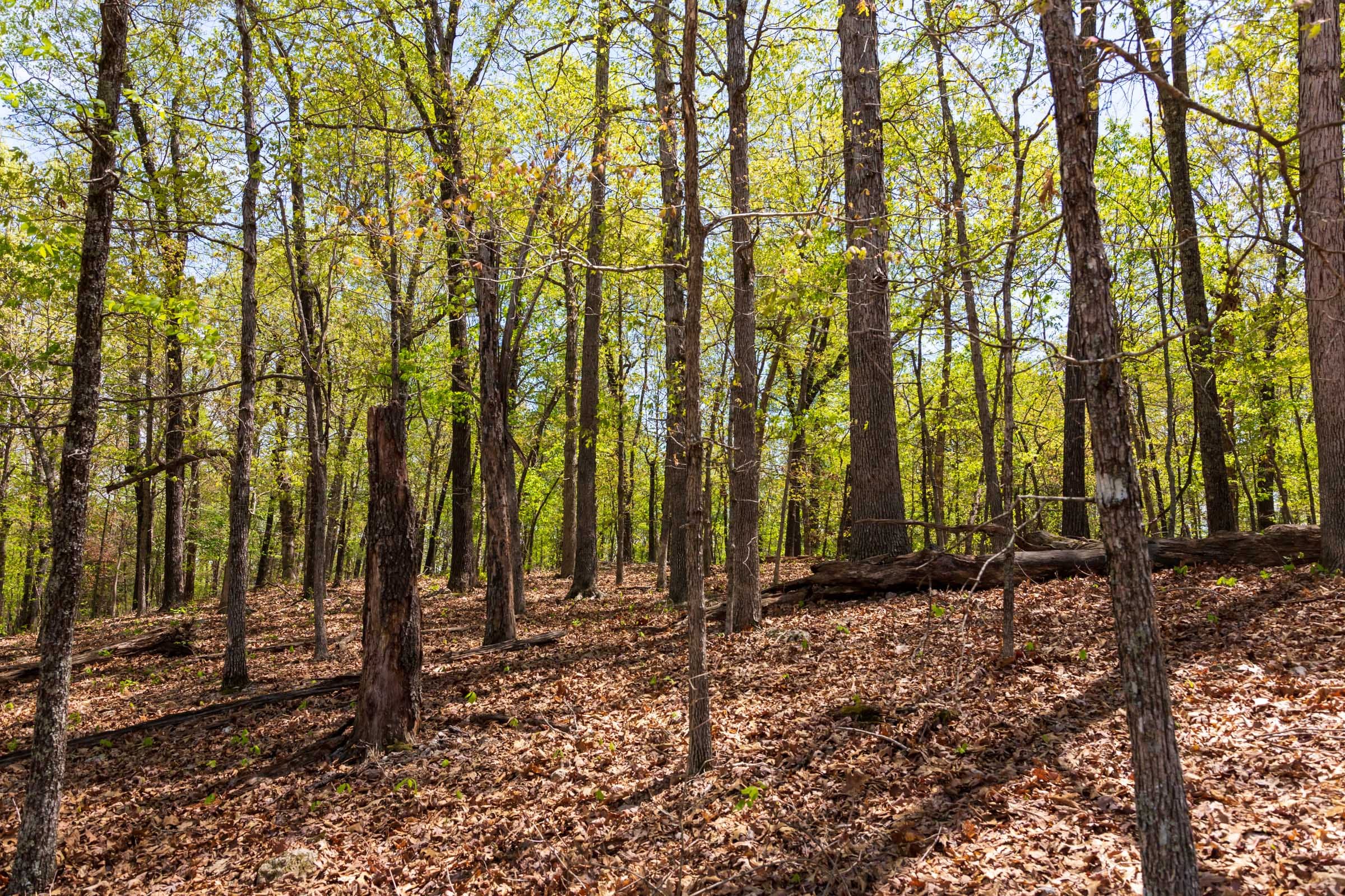 Autumnwood Tract 22 photo 16
