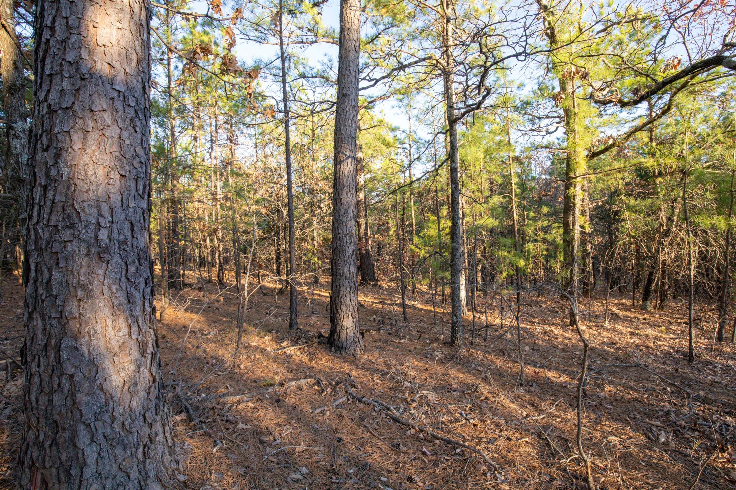 Stone Bridge Phase II Tract 88 photo 8