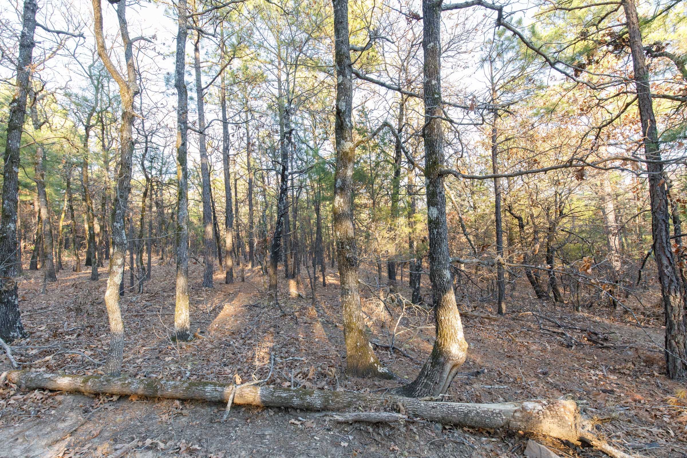 Stone Bridge Phase II Tract 88 photo 10