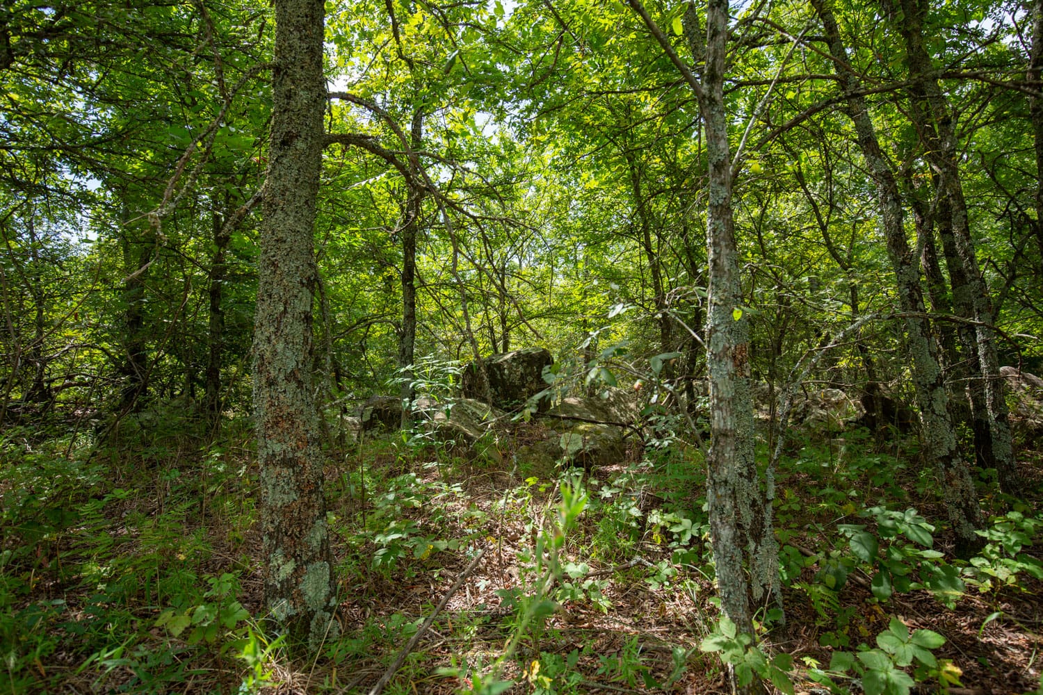 Timber Ridge Tract 40 photo 3