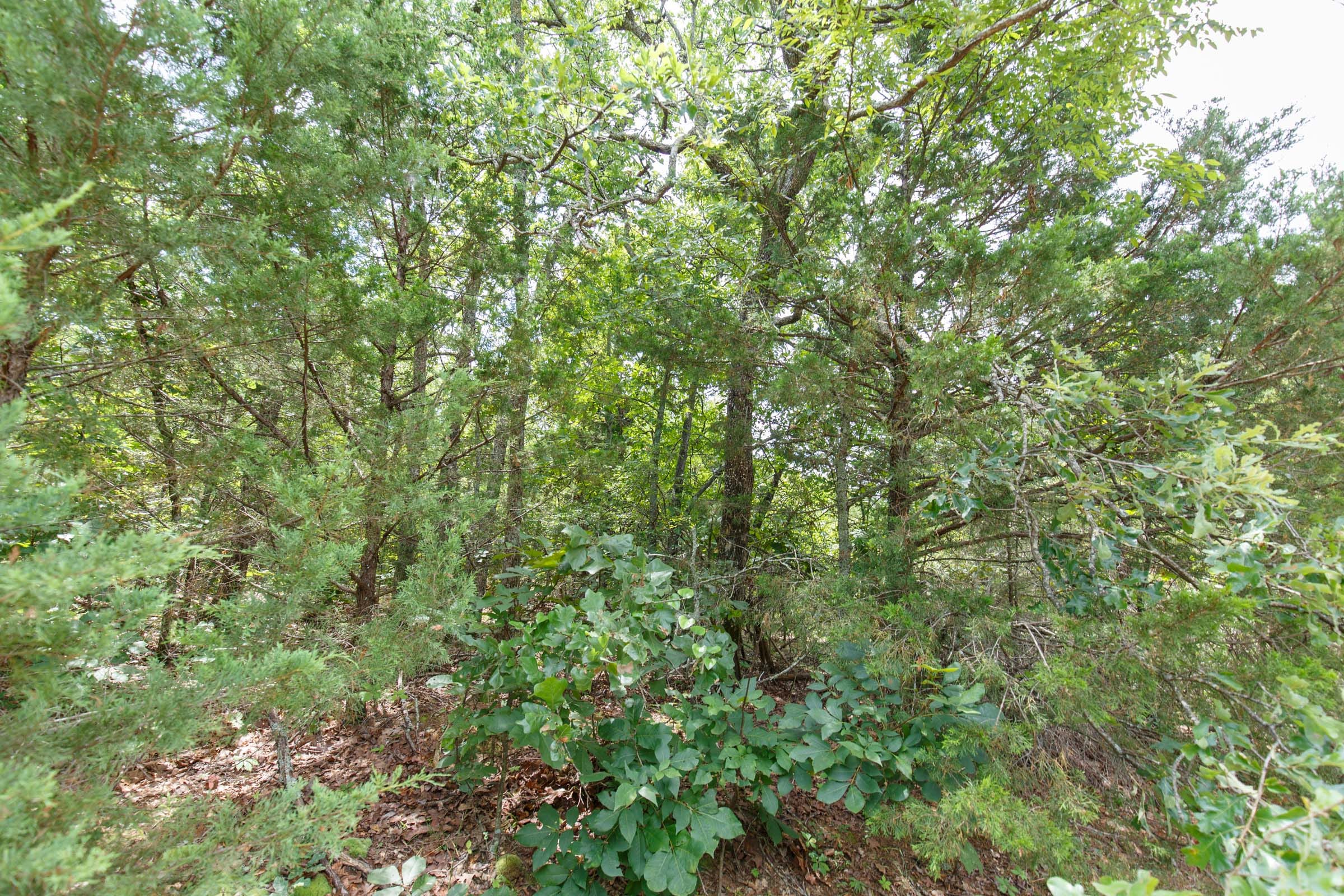 Timber Ridge Tract 40 photo 5