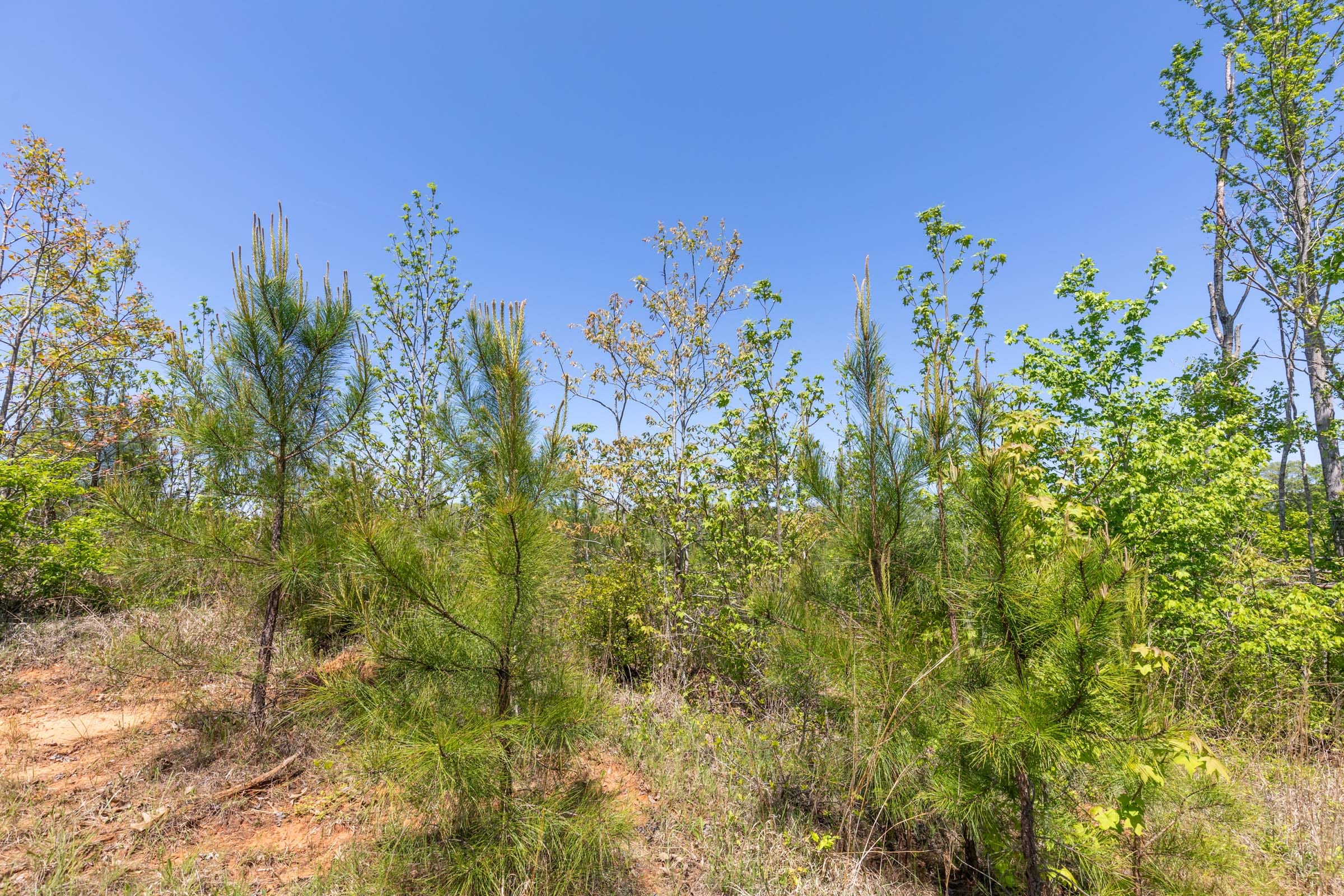 Clear Wood Tract 4 photo 9