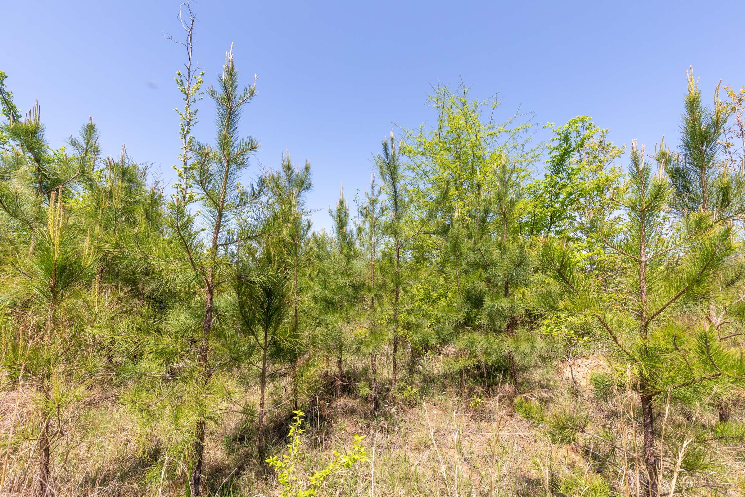 Clear Wood Tract 4 photo 10