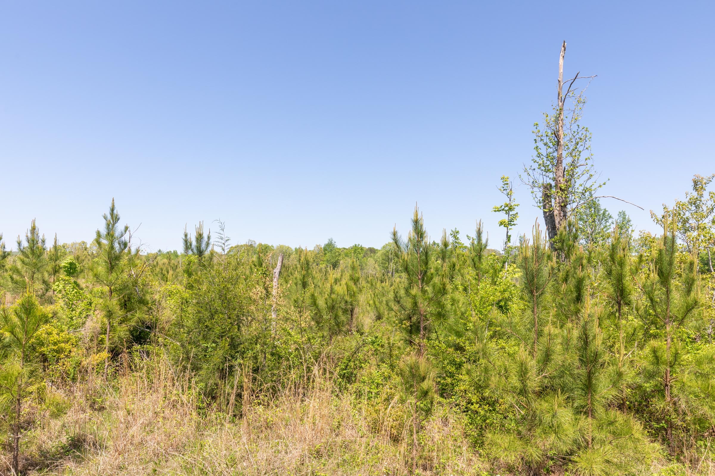 Clear Wood Tract 4 photo 11