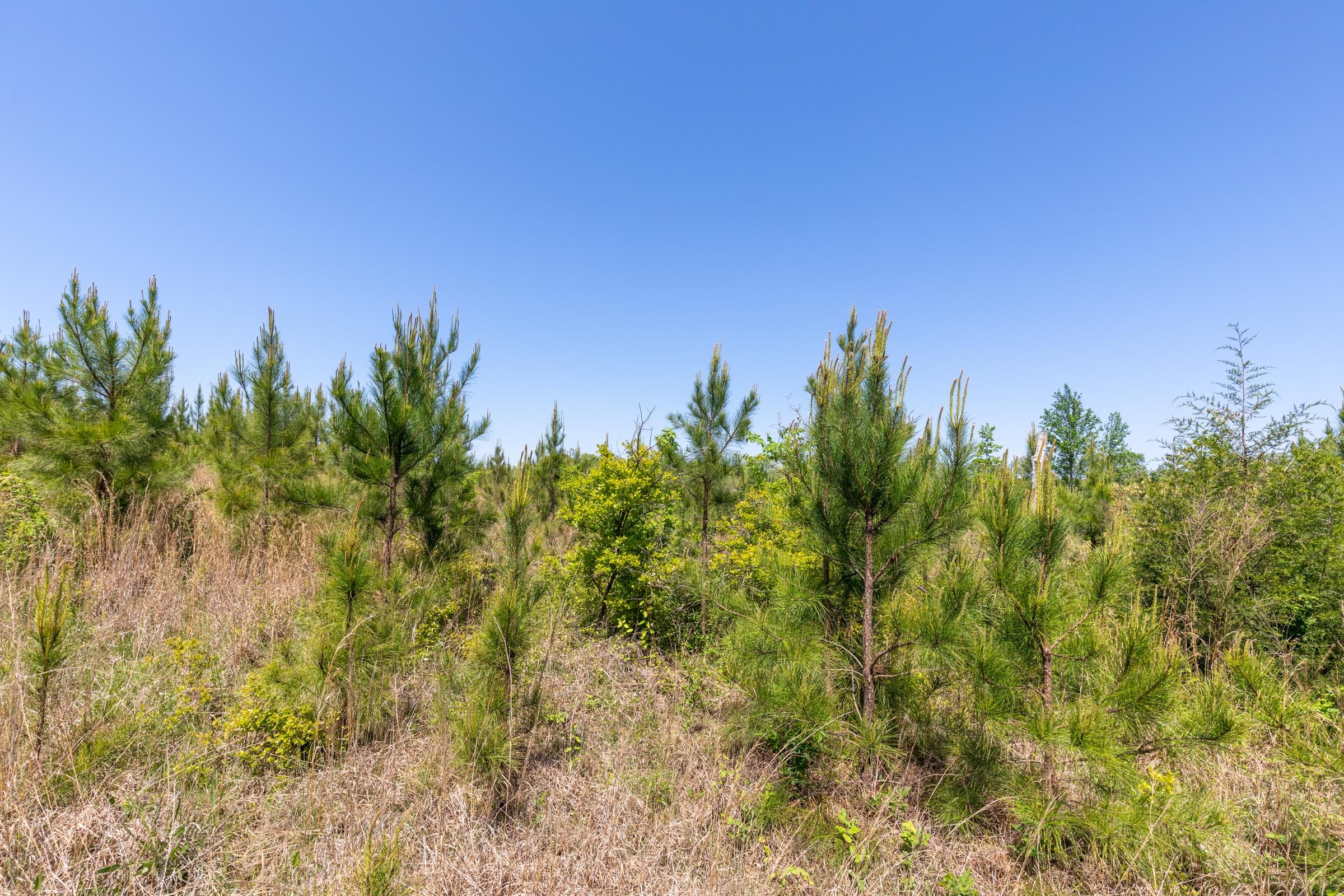 Clear Wood Tract 4 photo 13