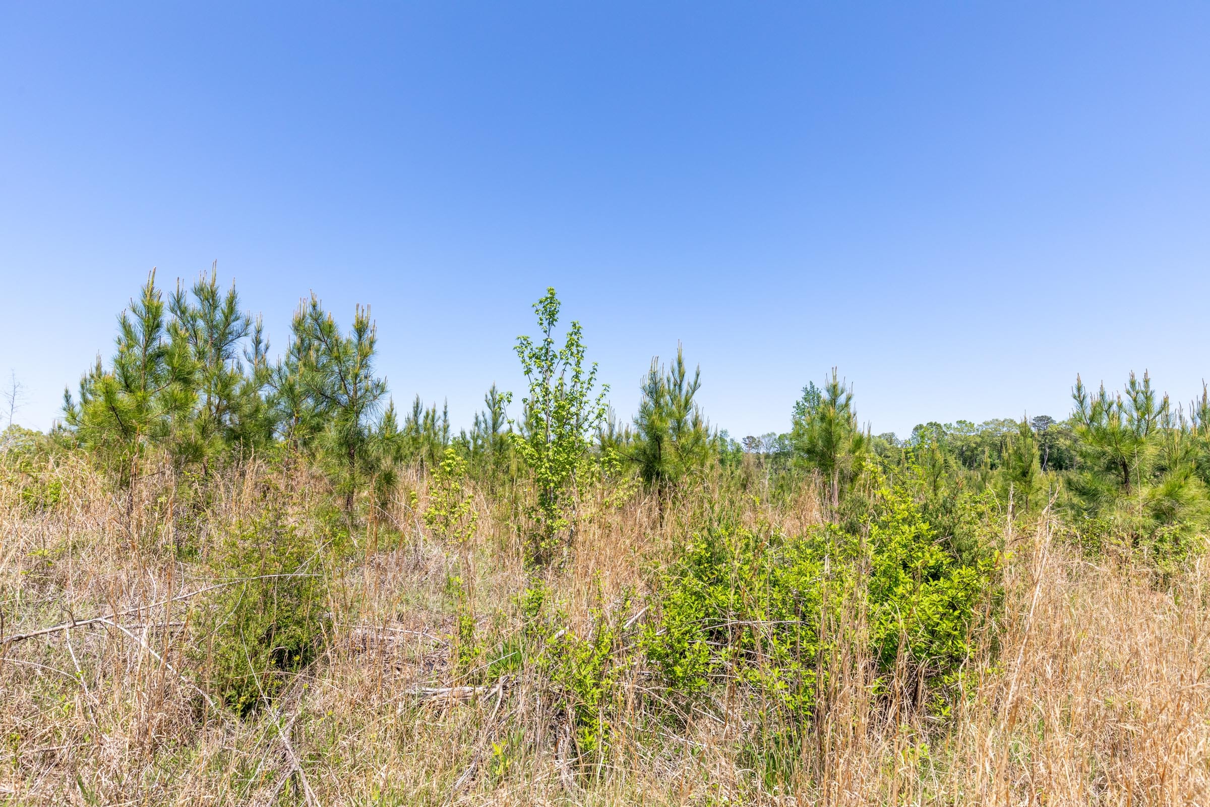 Clear Wood Tract 4 photo 14