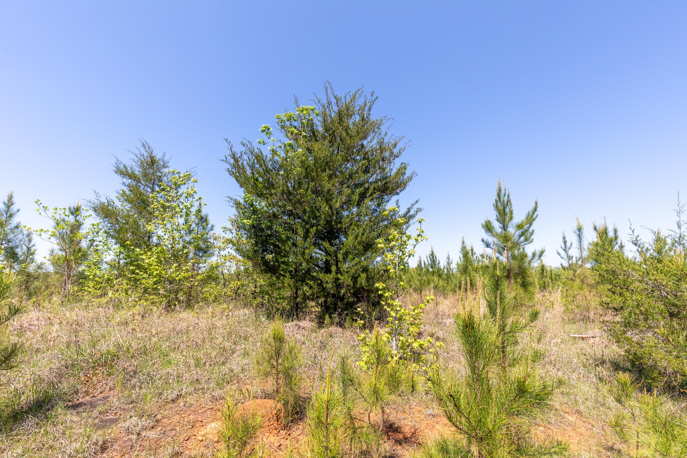 Clear Wood Tract 4 photo 15