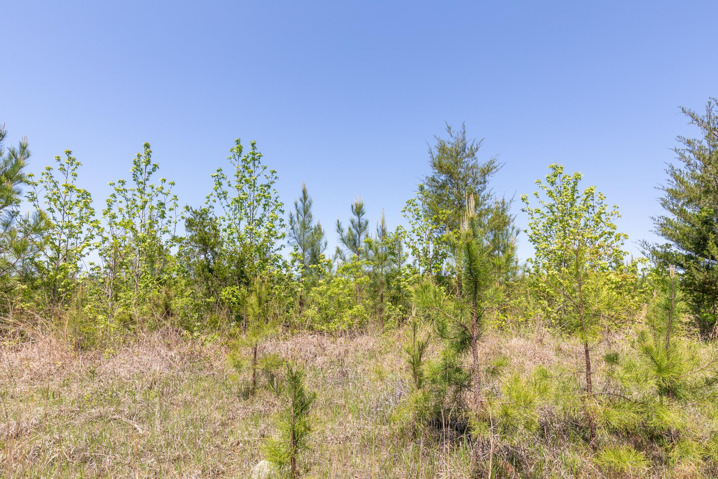 Clear Wood Tract 4 photo 16
