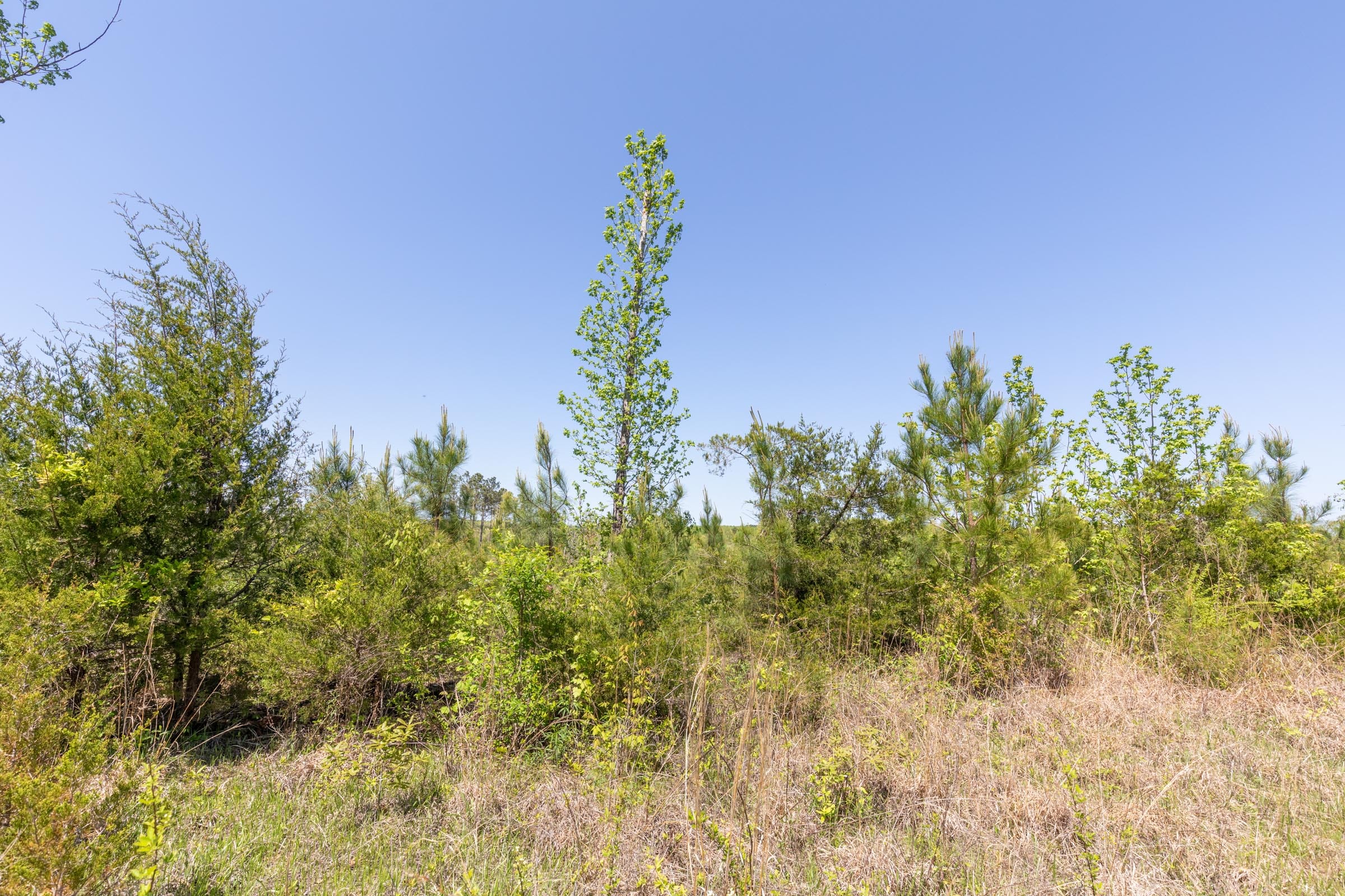 Clear Wood Tract 4 photo 17