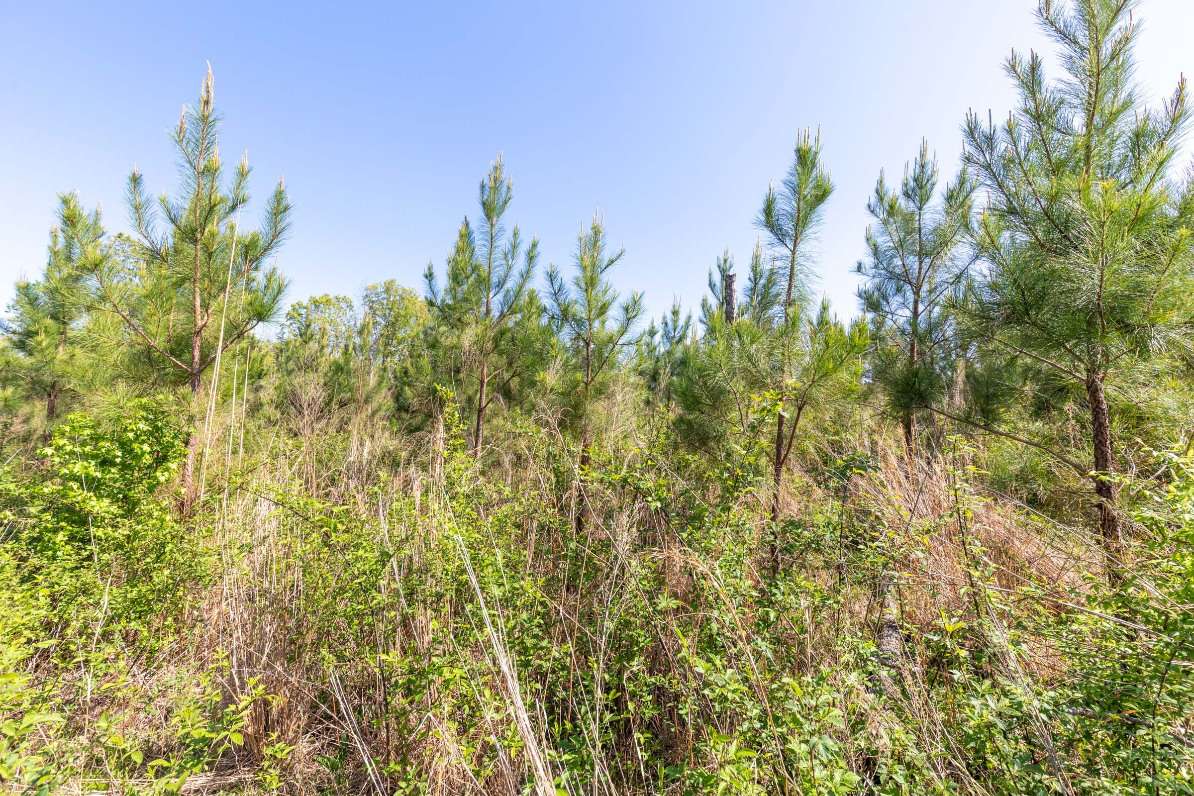 Clear Wood Tract 4 photo 18