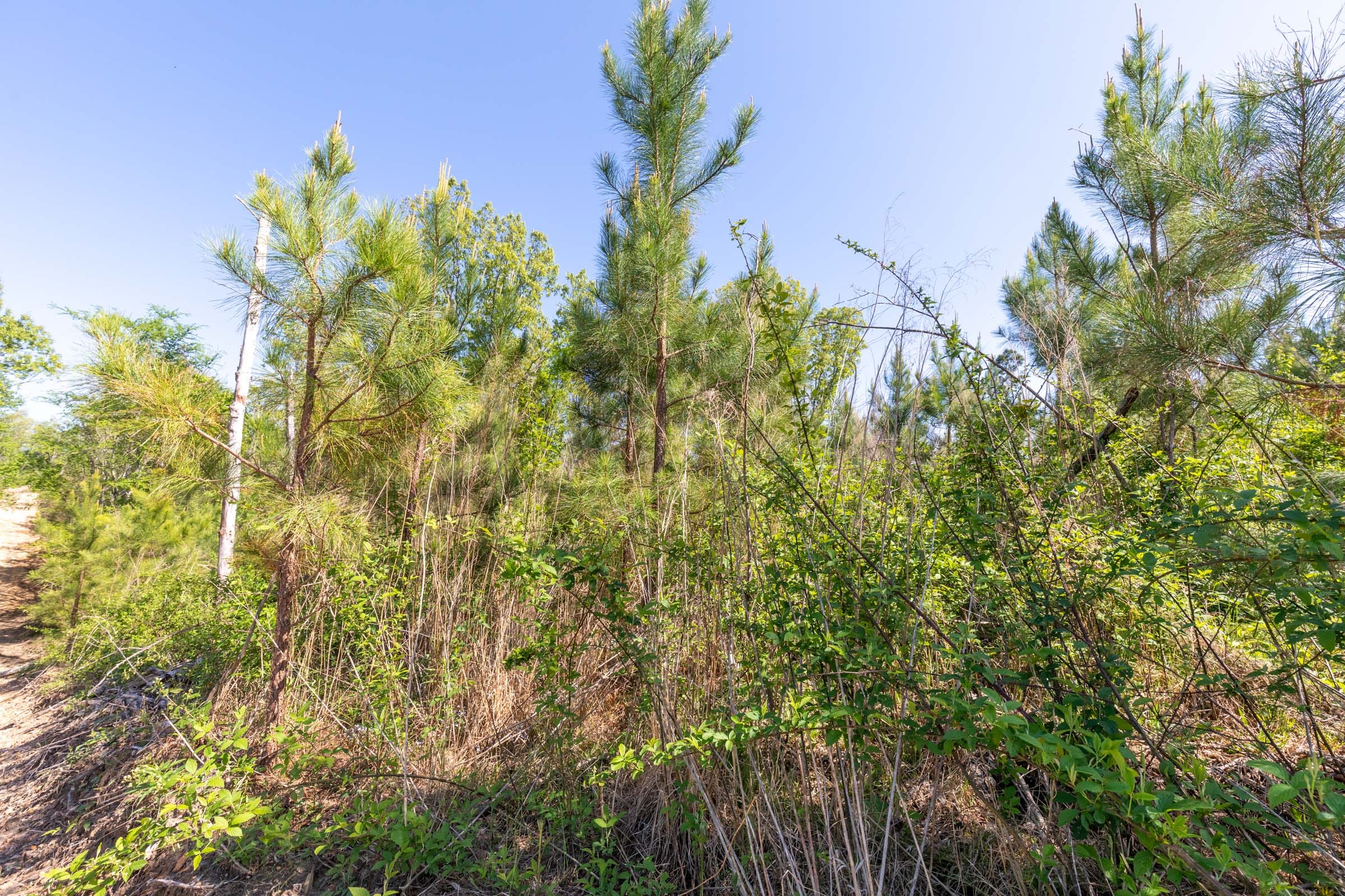 Clear Wood Tract 4 photo 19