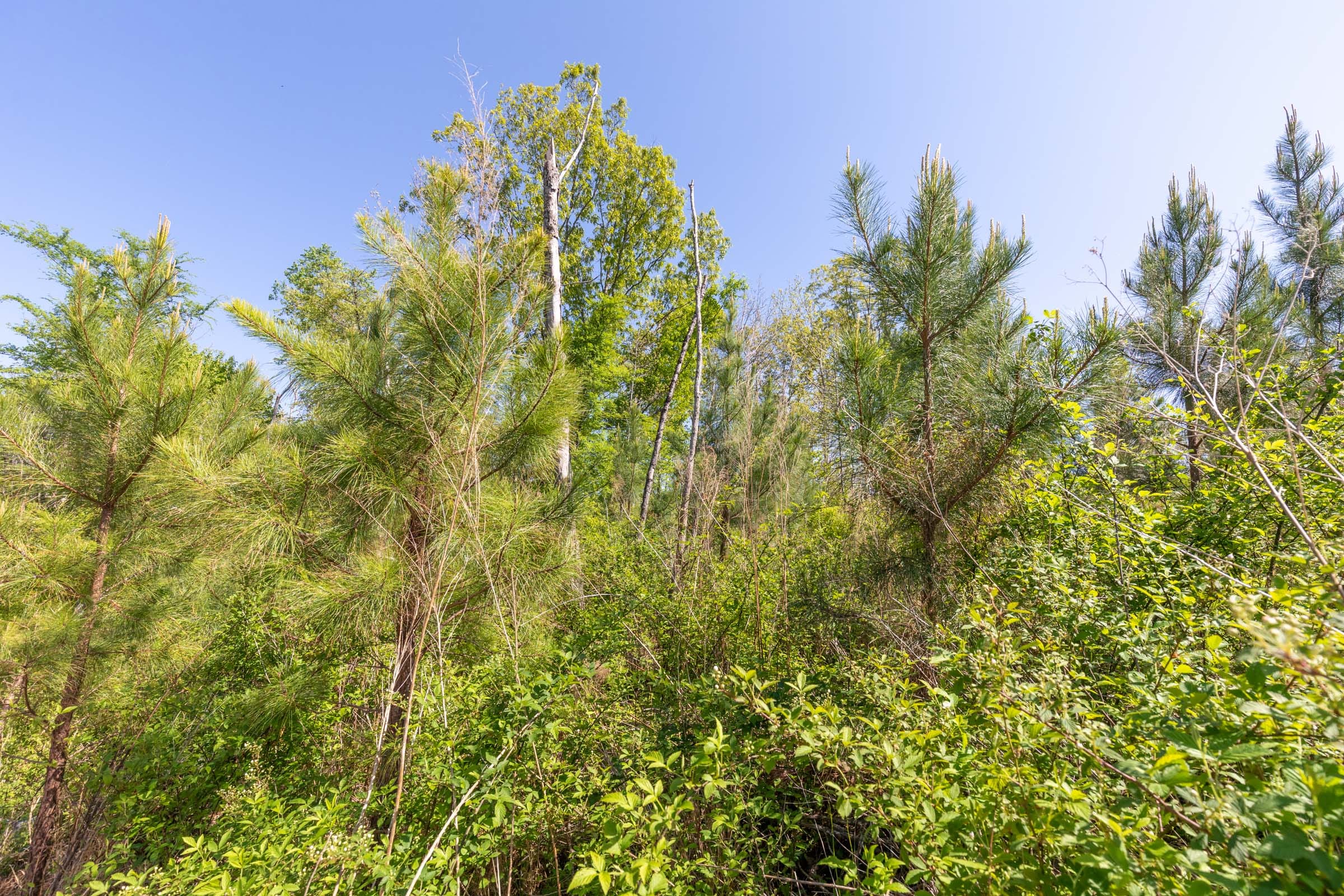 Clear Wood Tract 4 photo 20