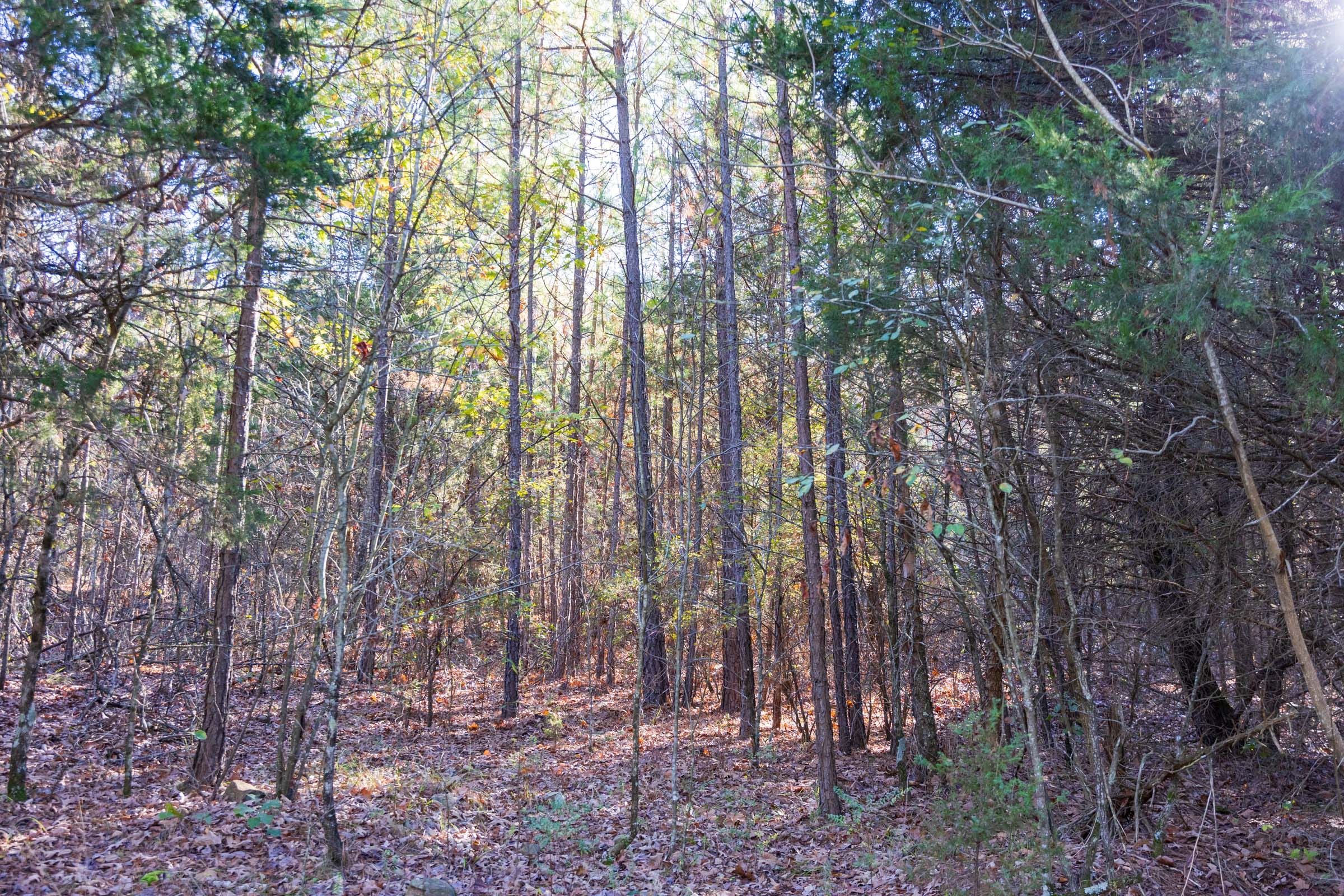 Stone Bridge Reserve Tract 27 photo 6