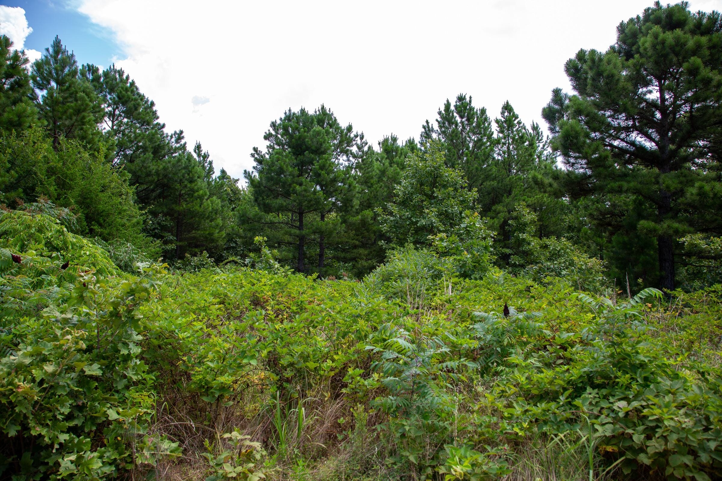 Tyler Stone Ranch Tract 18 photo 3