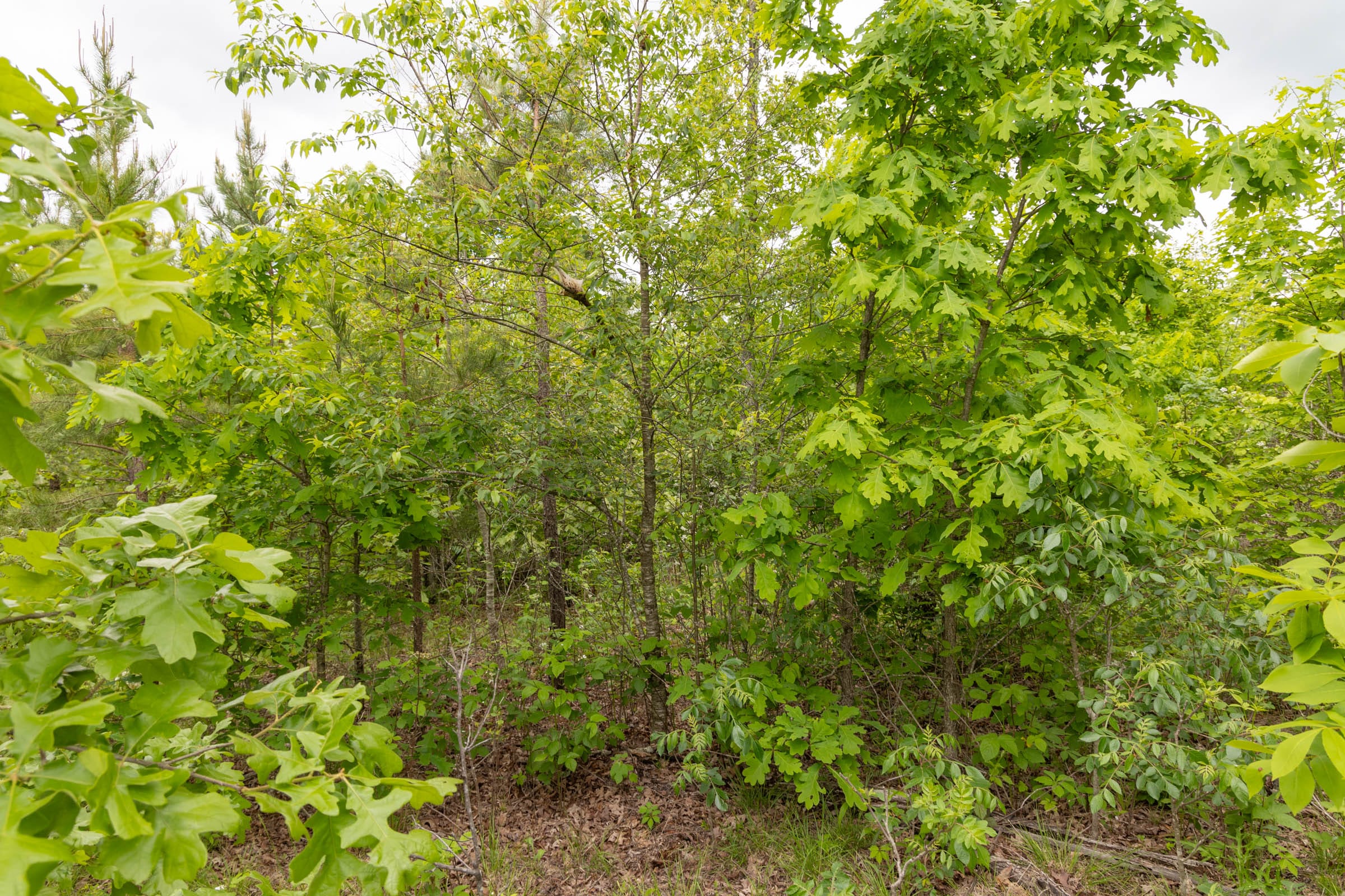 Sleepy Hollow Phase II Tract 78 photo 8
