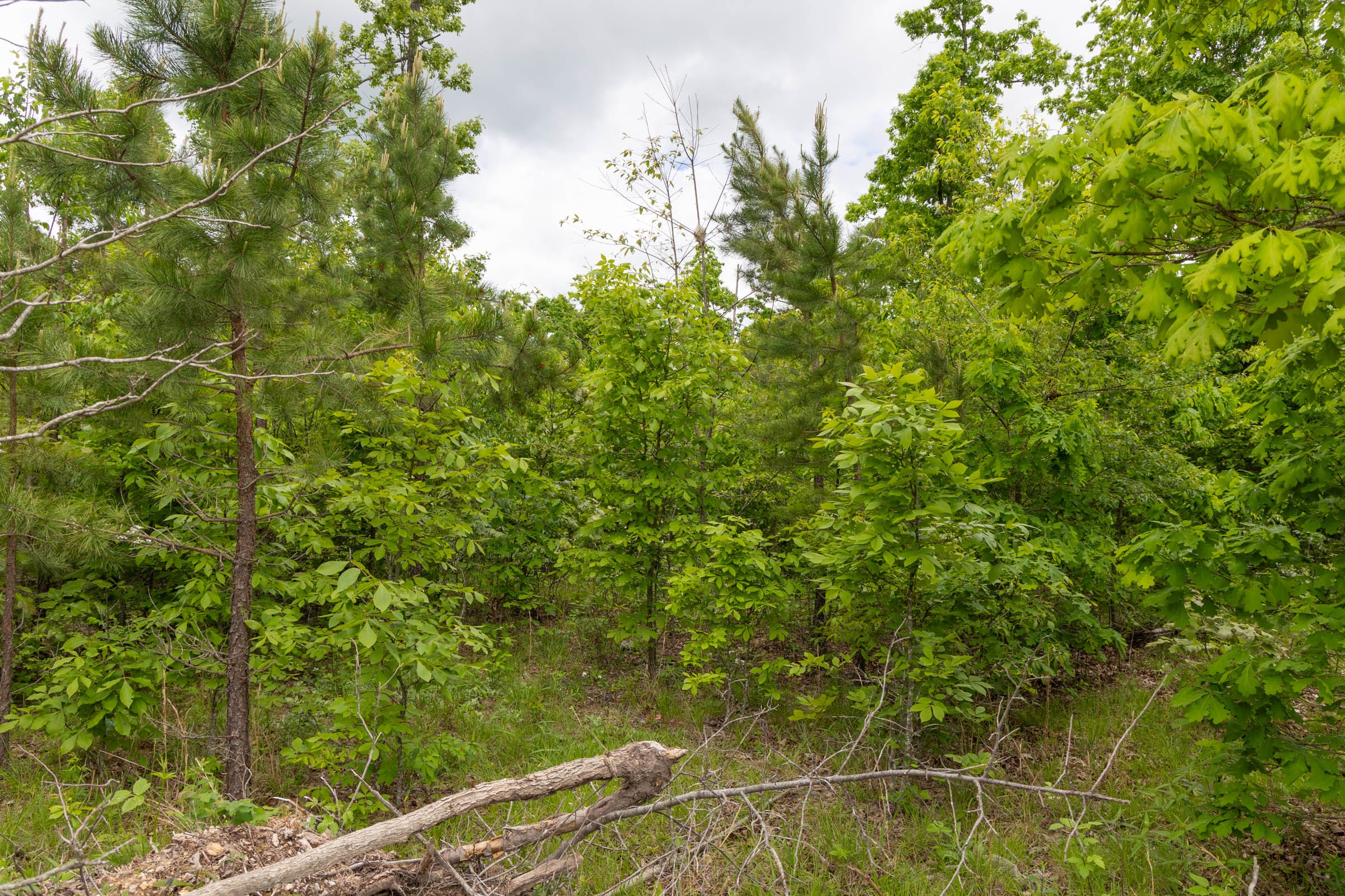 Sleepy Hollow Phase II Tract 78 photo 3