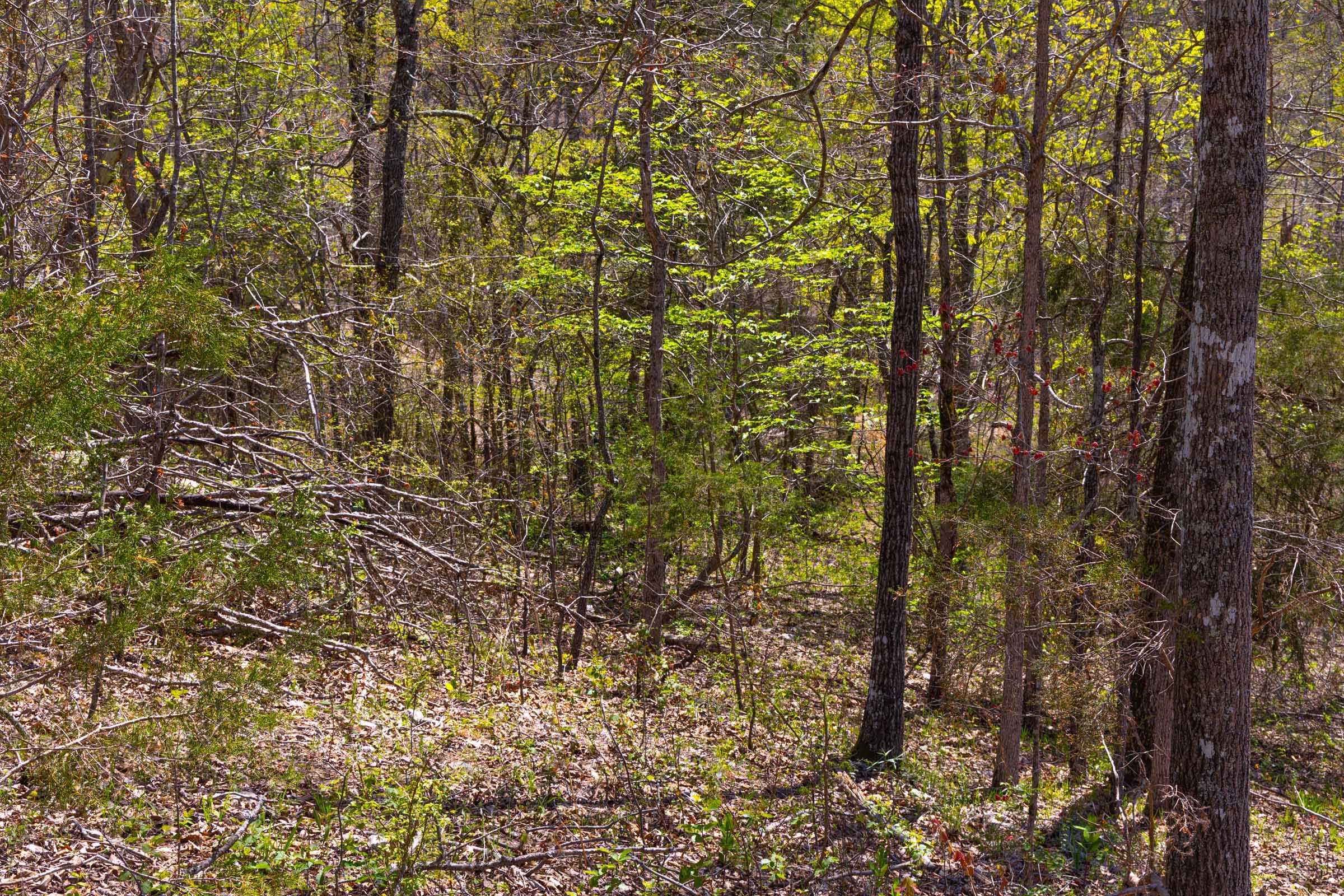 Lazybrook Tract 20 photo 15