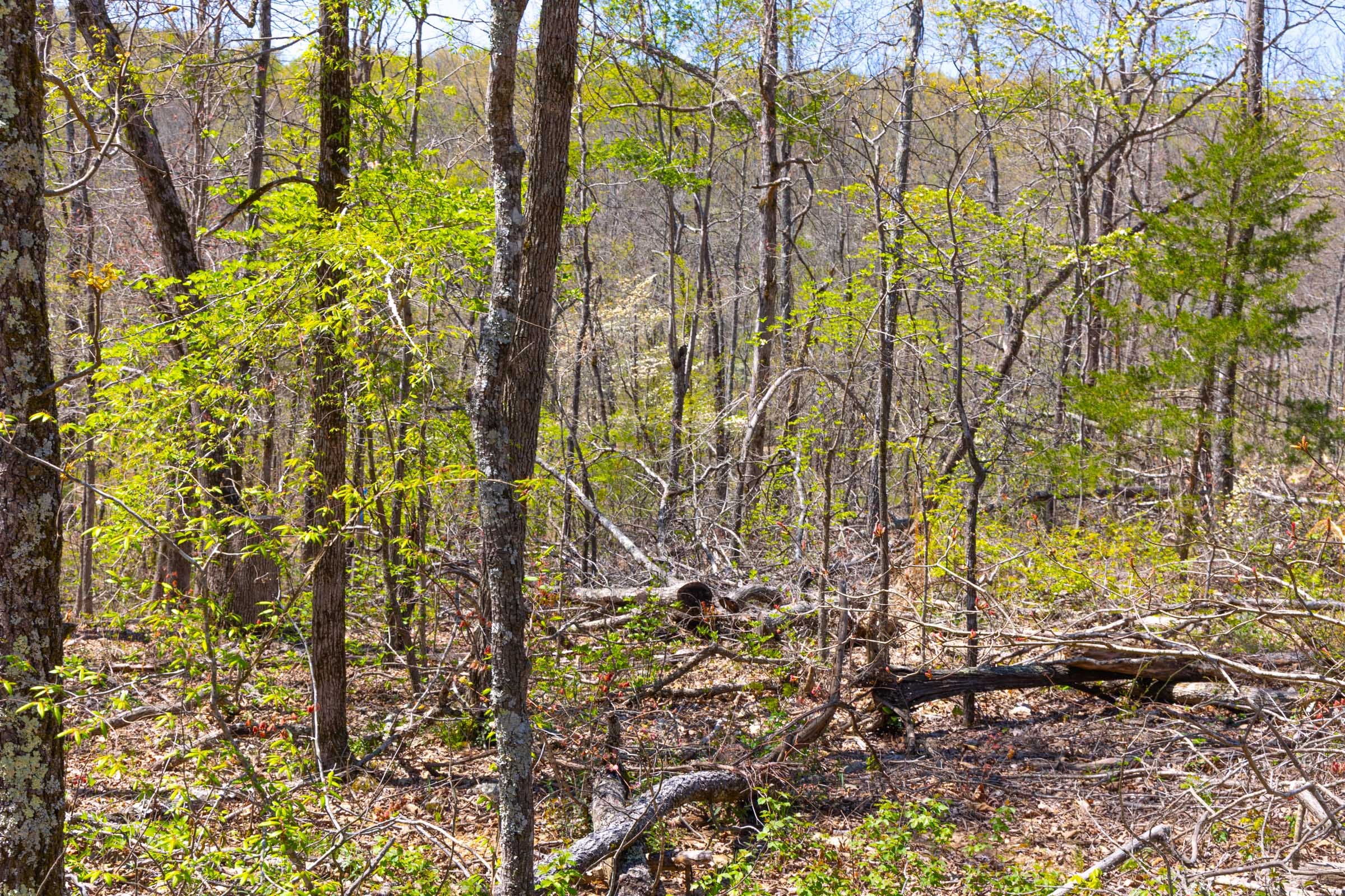 Lazybrook Tract 20 photo 12