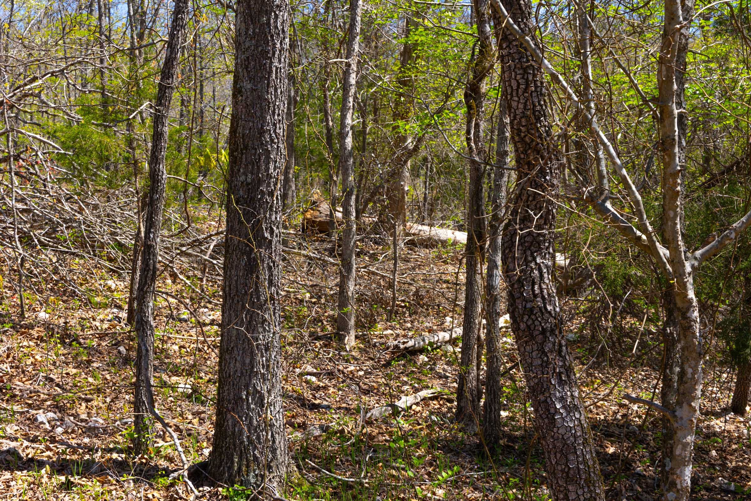 Lazybrook Tract 20 photo 9