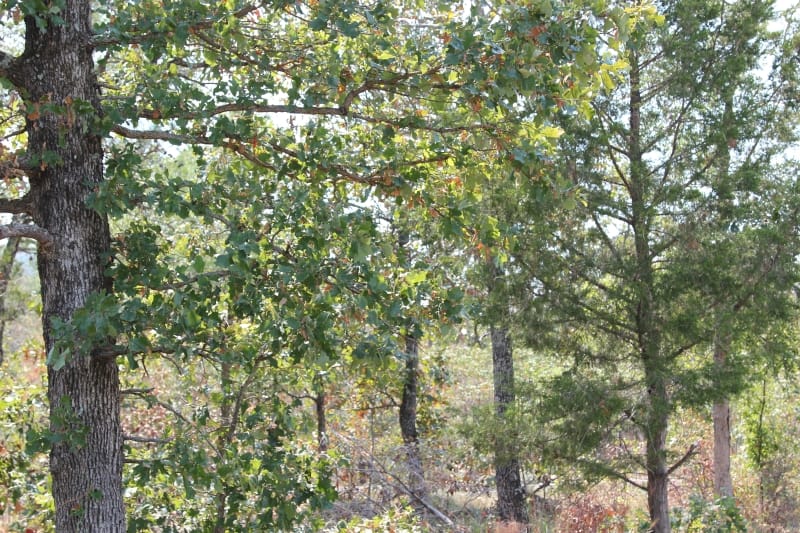 Lake View Ranch Tract 9 photo 3