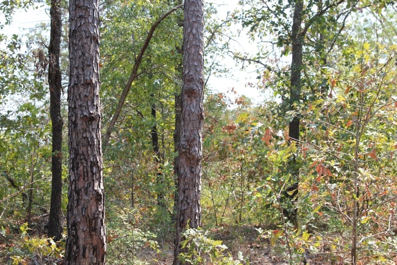 Lake View Ranch Tract 9 photo 5